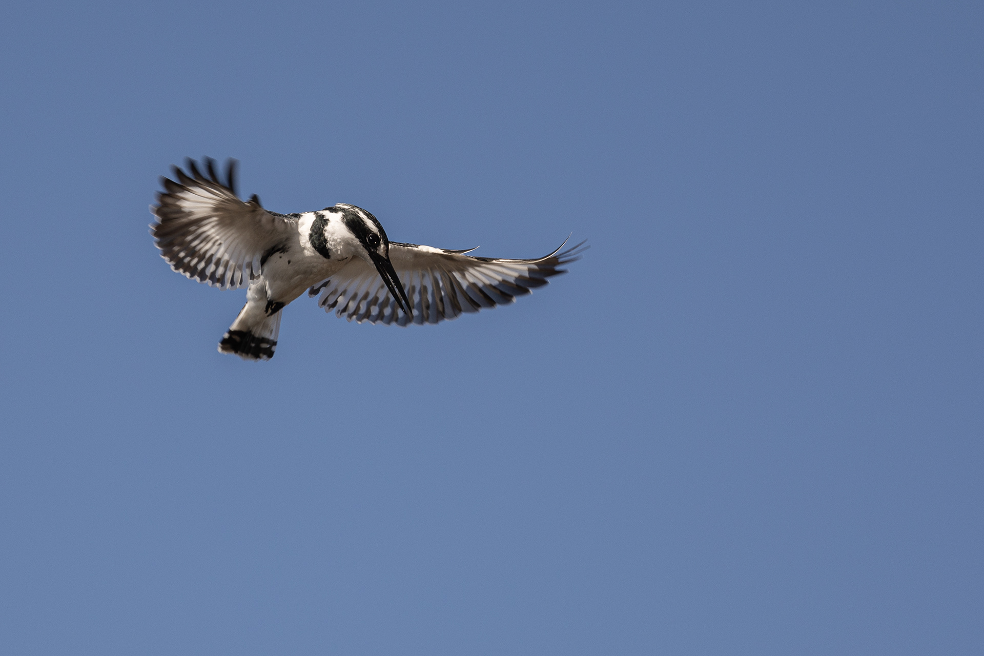 Pied Kingfisher hovering