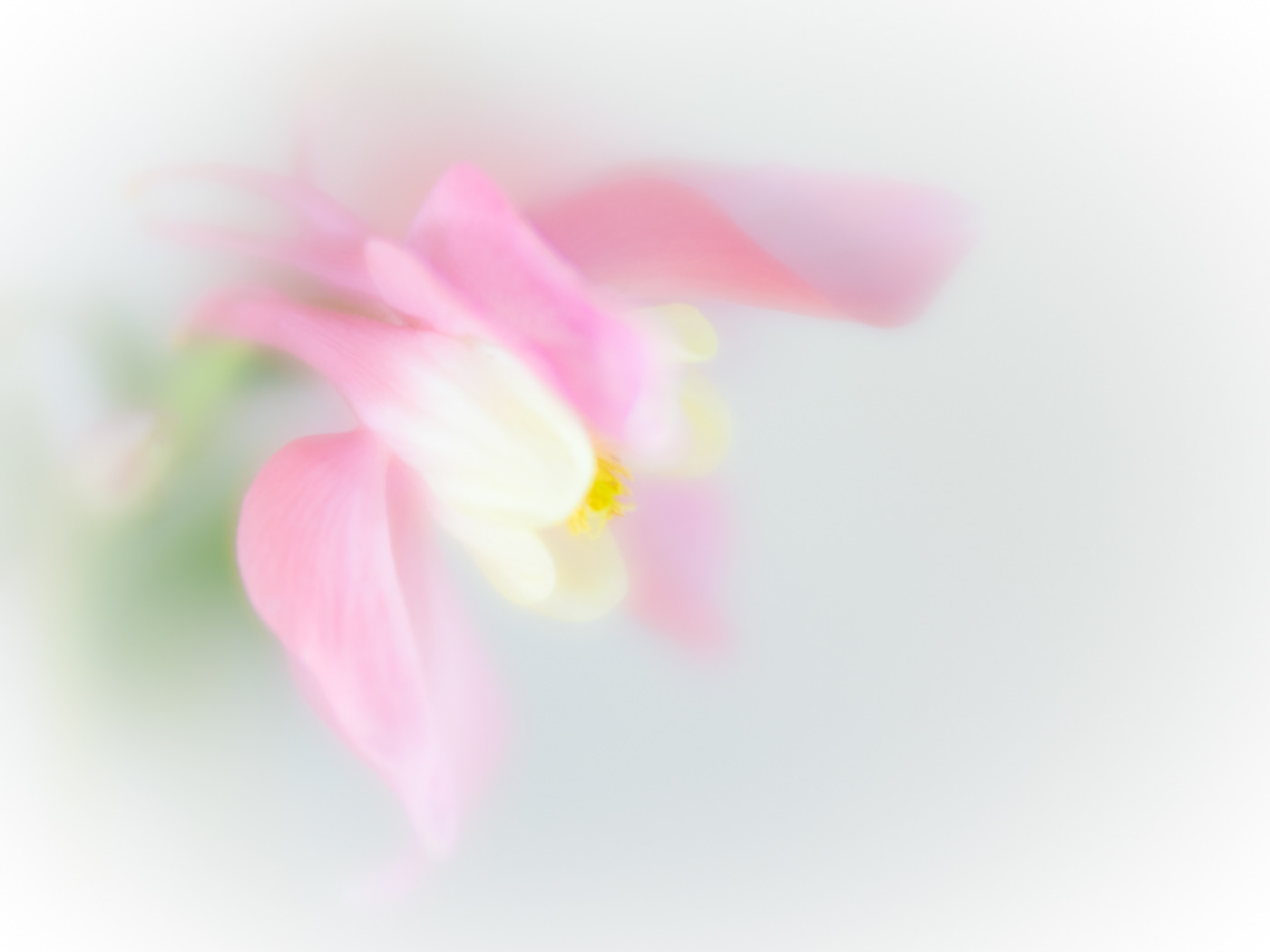 Pink Columbine High Key