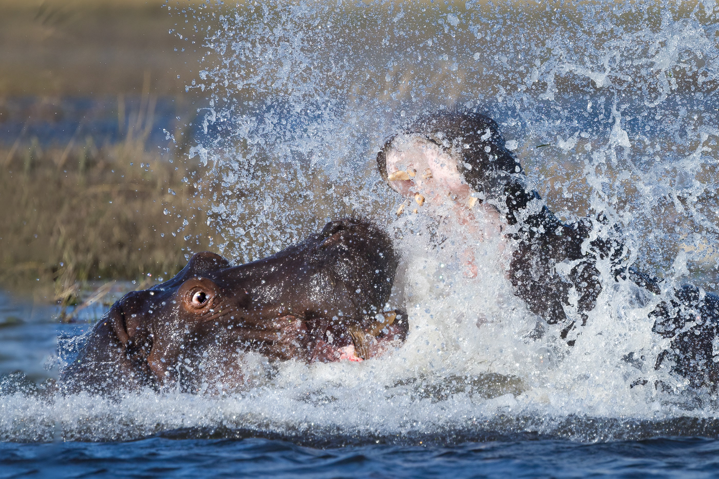 Hippo Ruckus