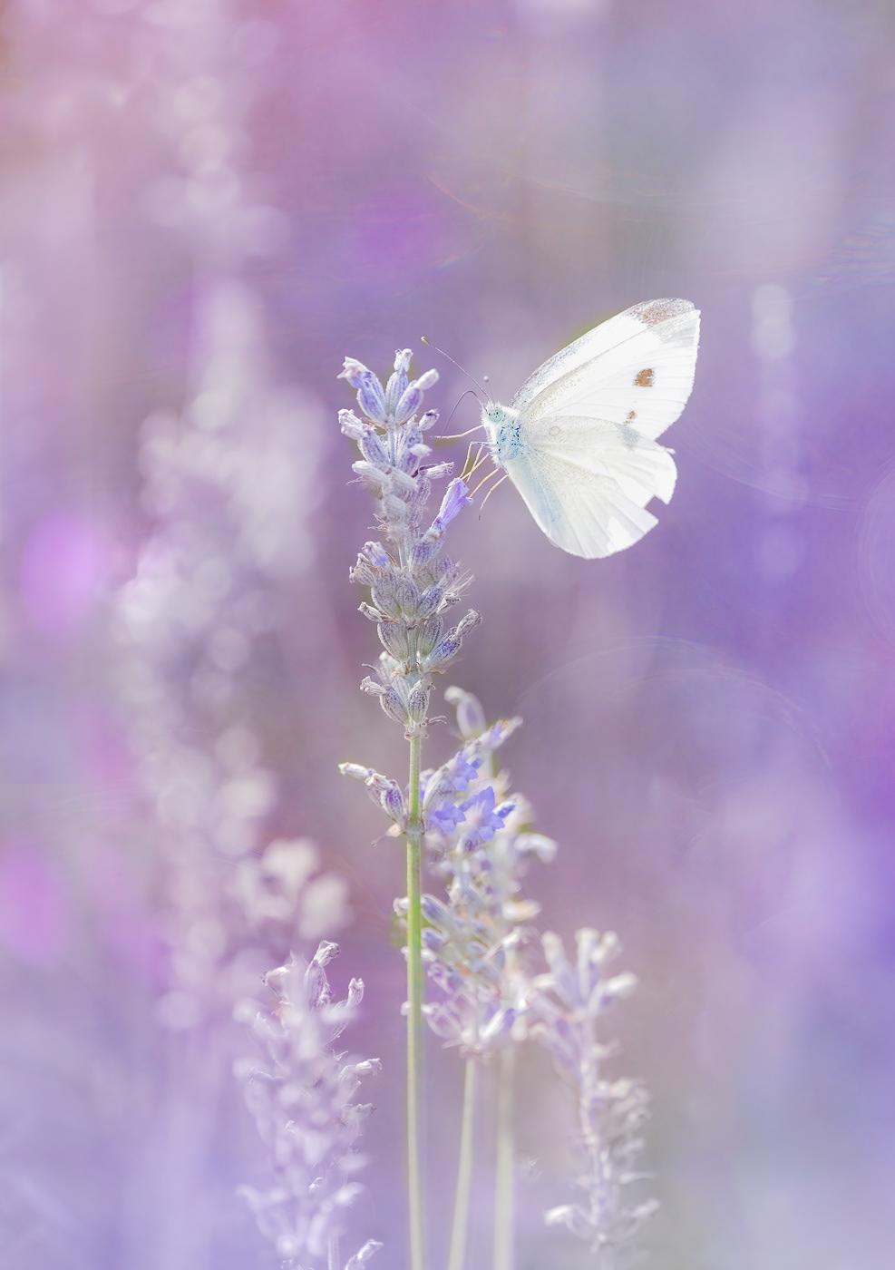 White on Lavender