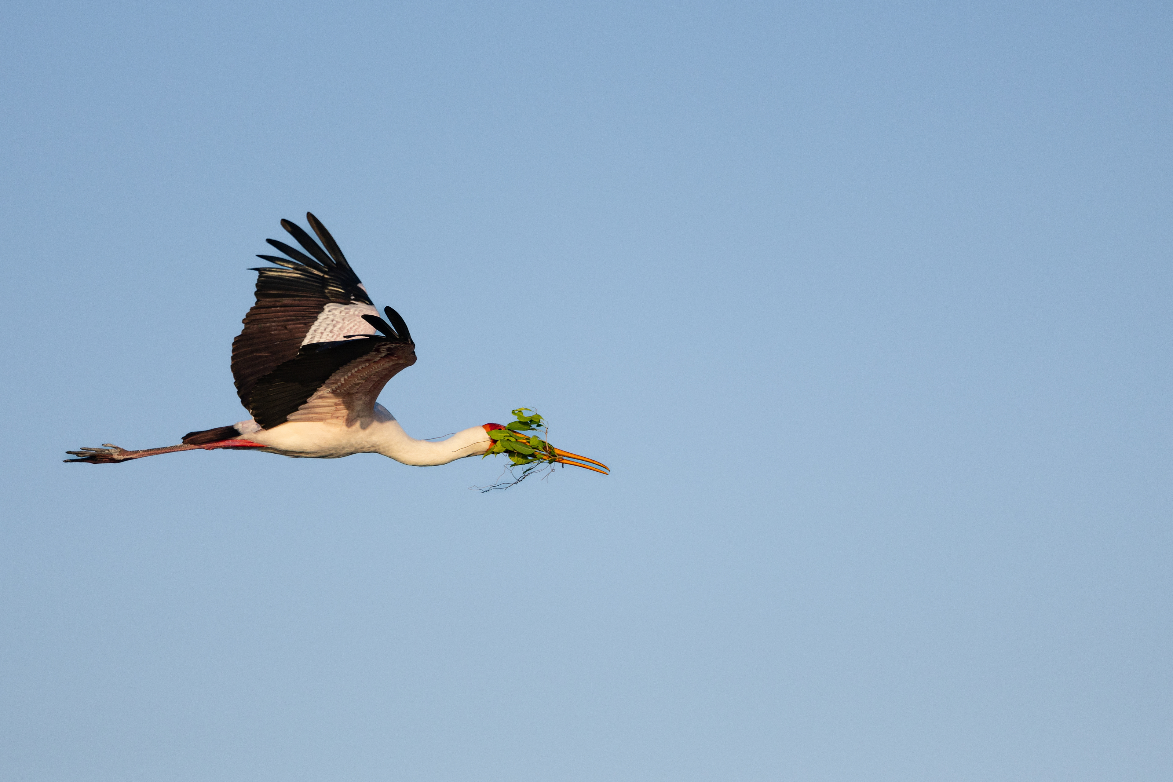 Yellow-billed Stork bring branch to the nest