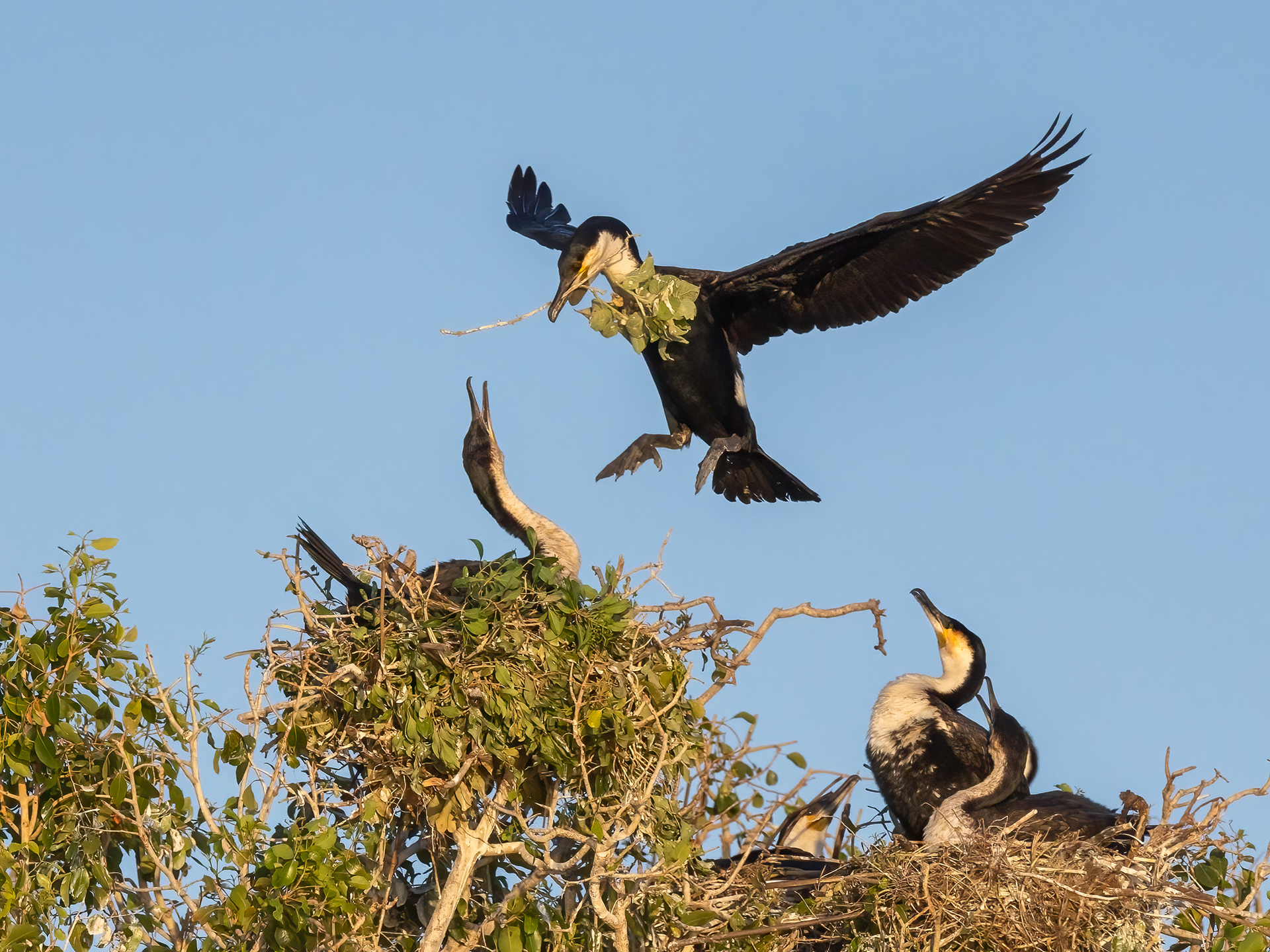 Great Cormorant brings stick to nest