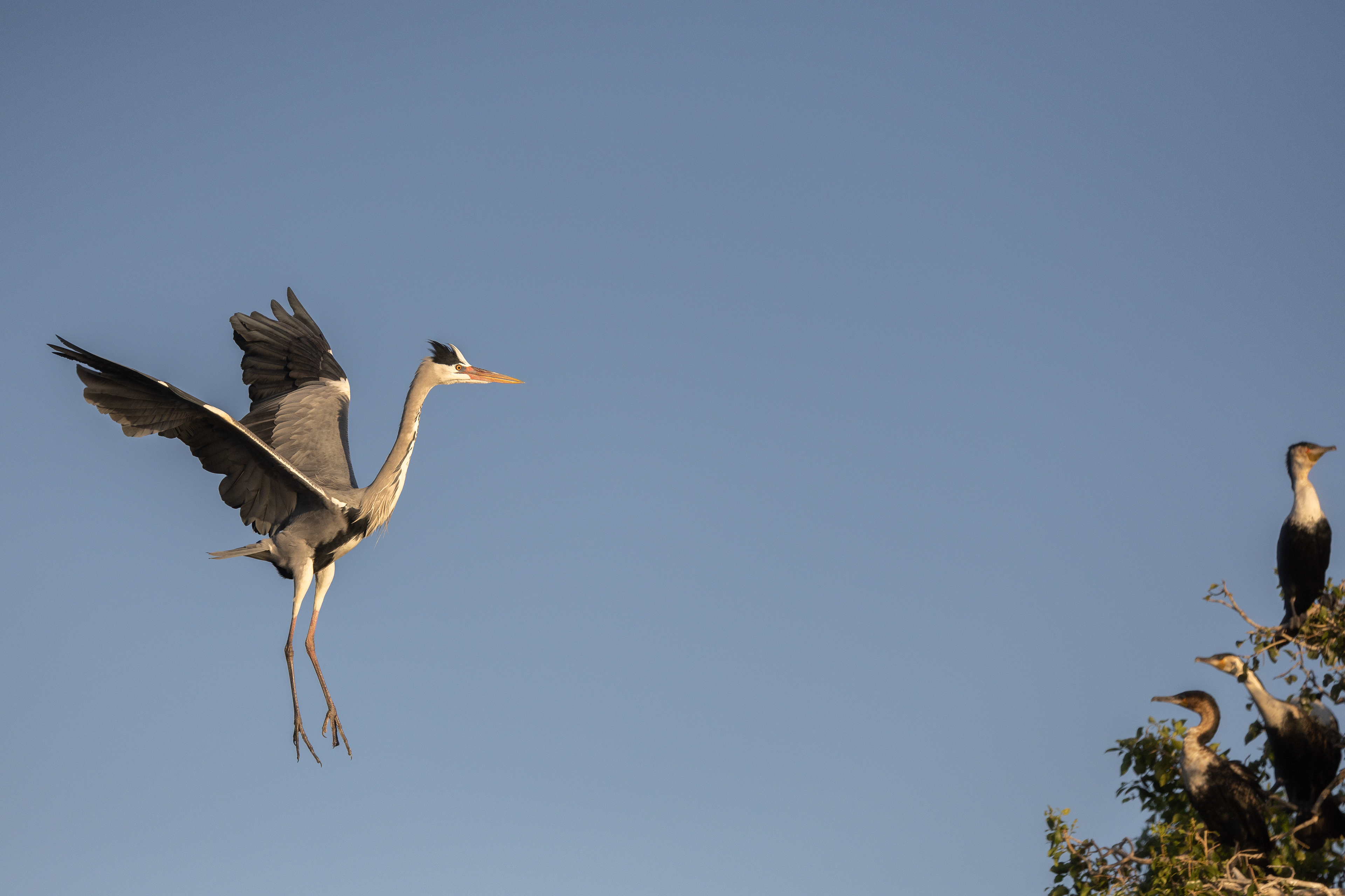 Grey Heron, ungraceful