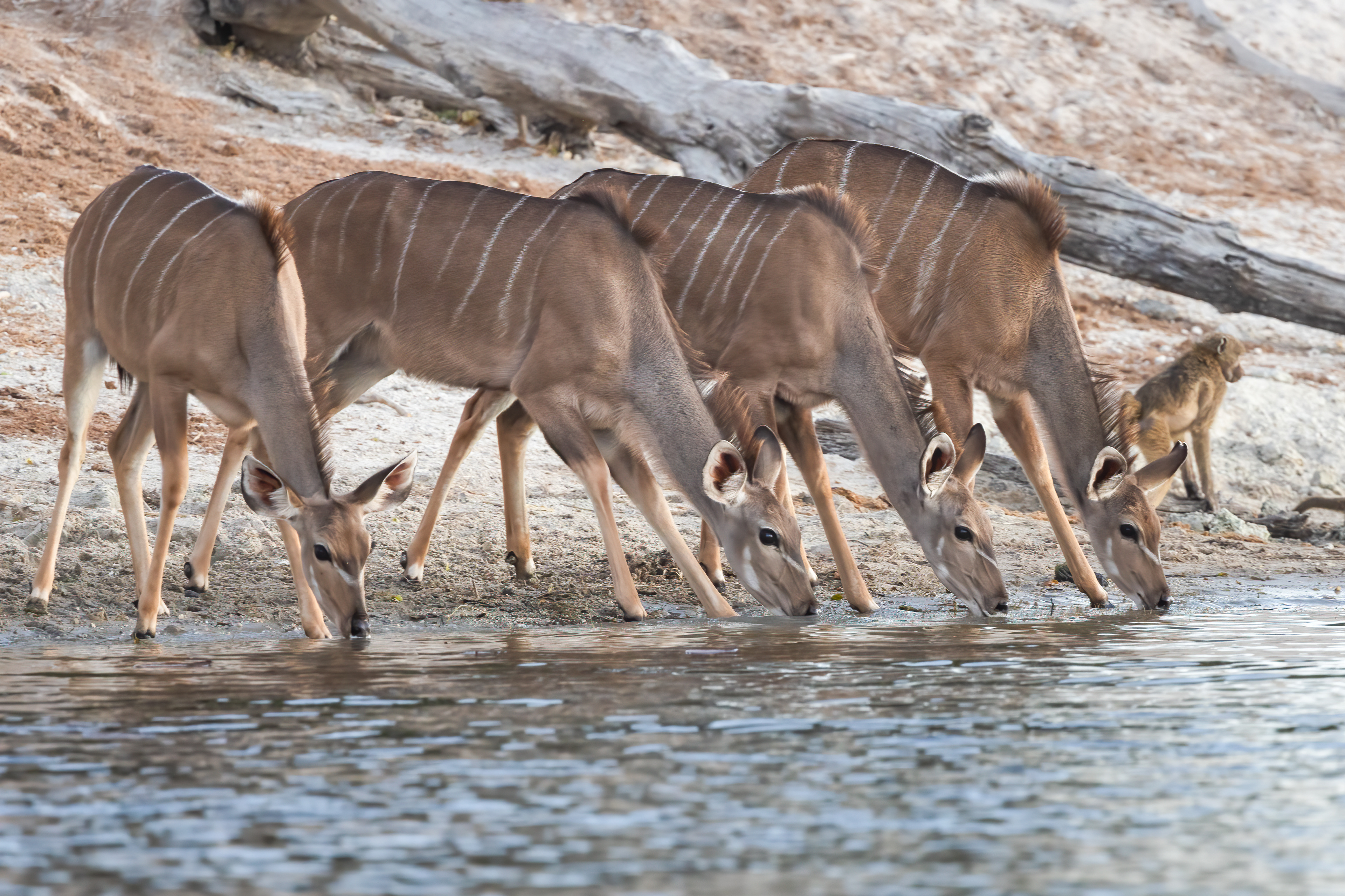 Kudu at river's edge