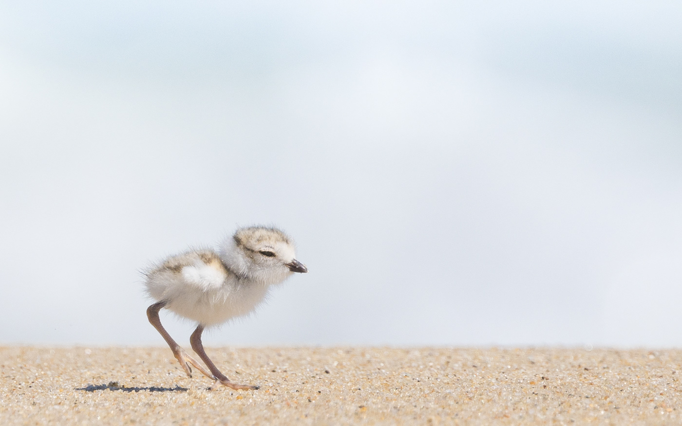 On the Edge II ~ A Piping Plover chick walking dangerously close to the dune's edge, along the southeast coast of Massachusetts.