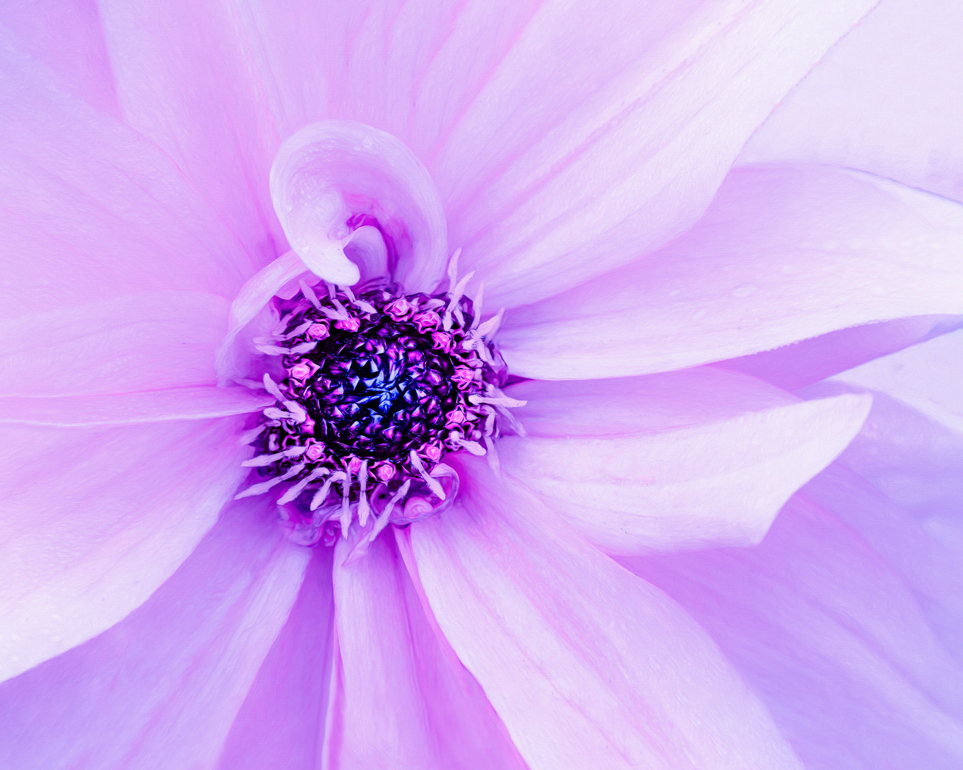 Colors of Spring I ~ A closeup look at one of the loveliest colors of spring, Anemone.