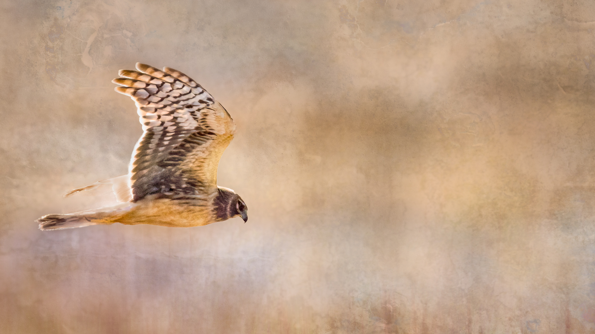 Cruising The Marsh
