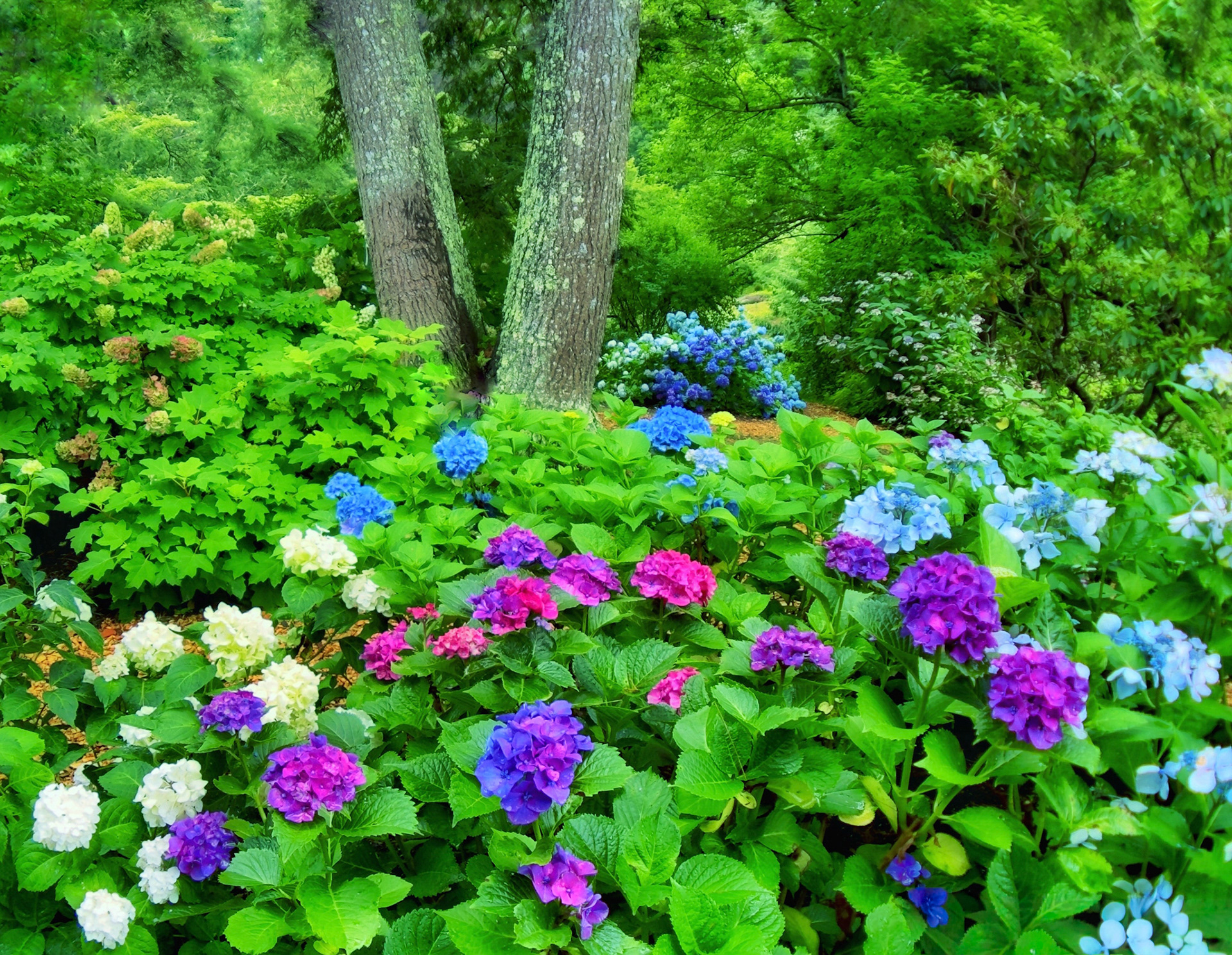 Woodland hydrangeas 