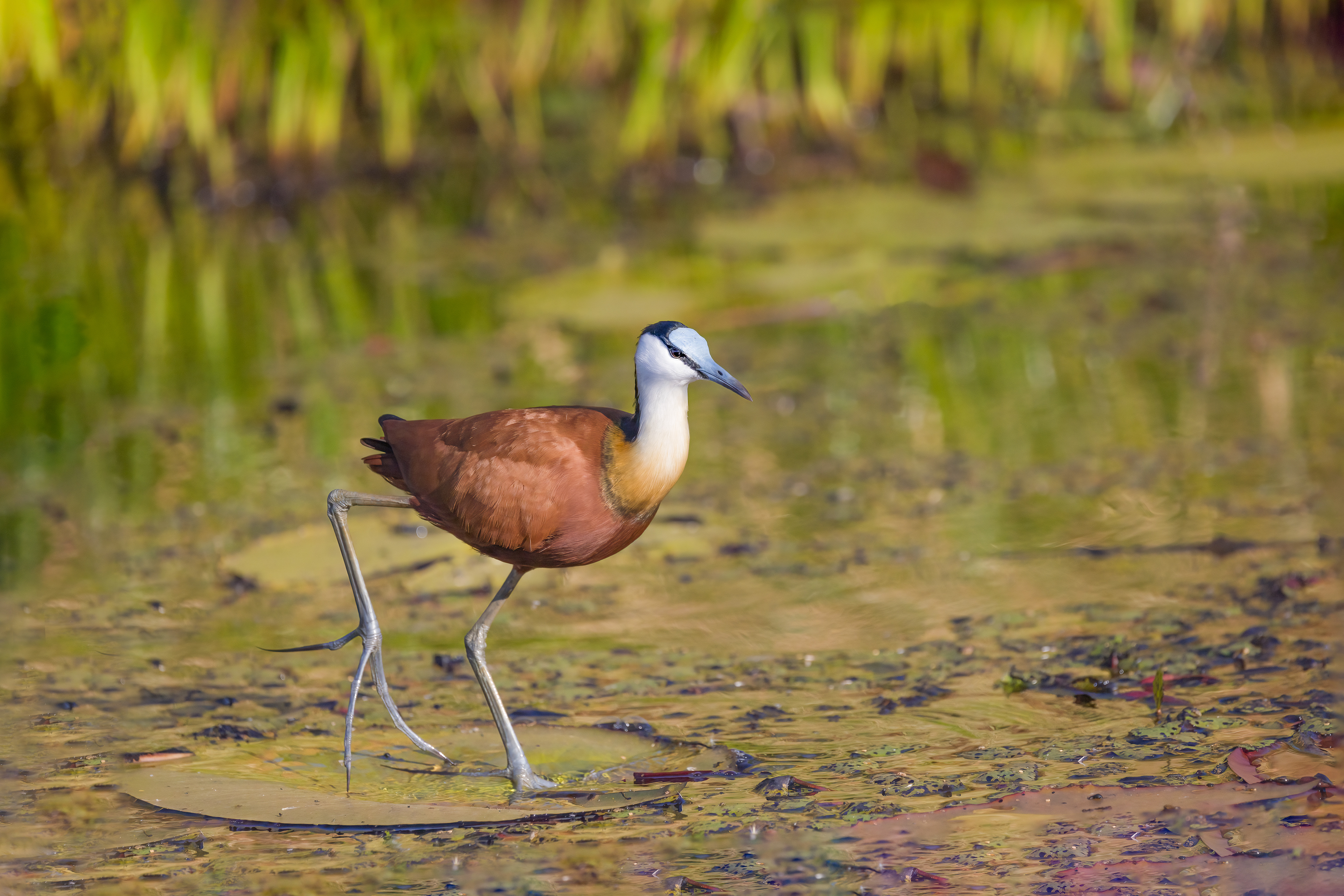 African Jacana