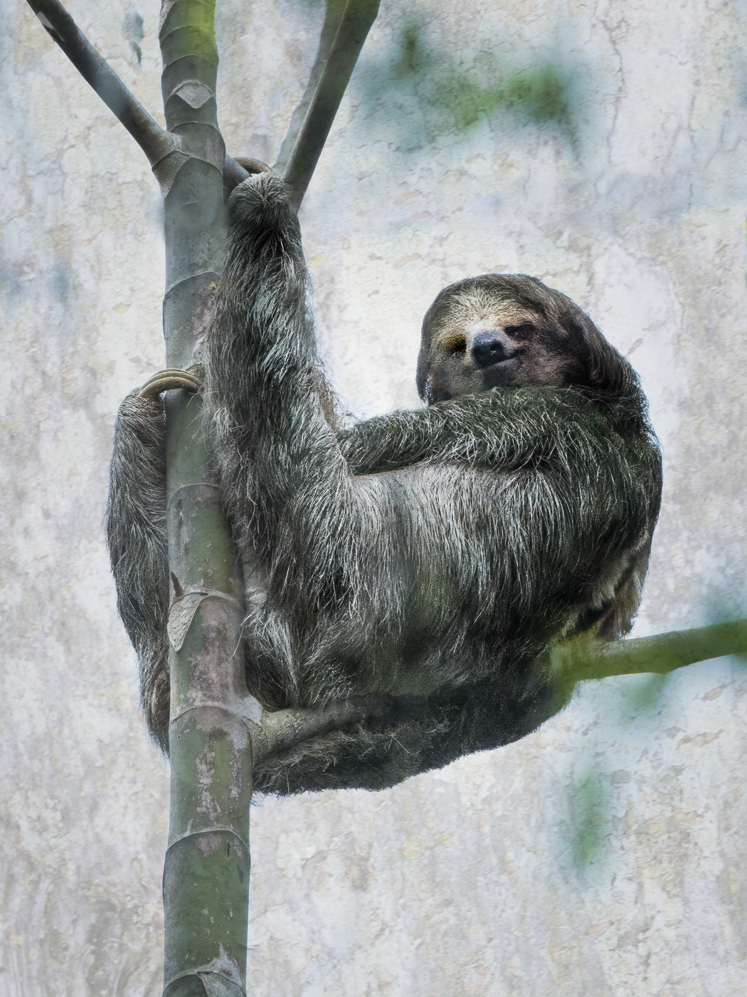 Two toed Sloth
