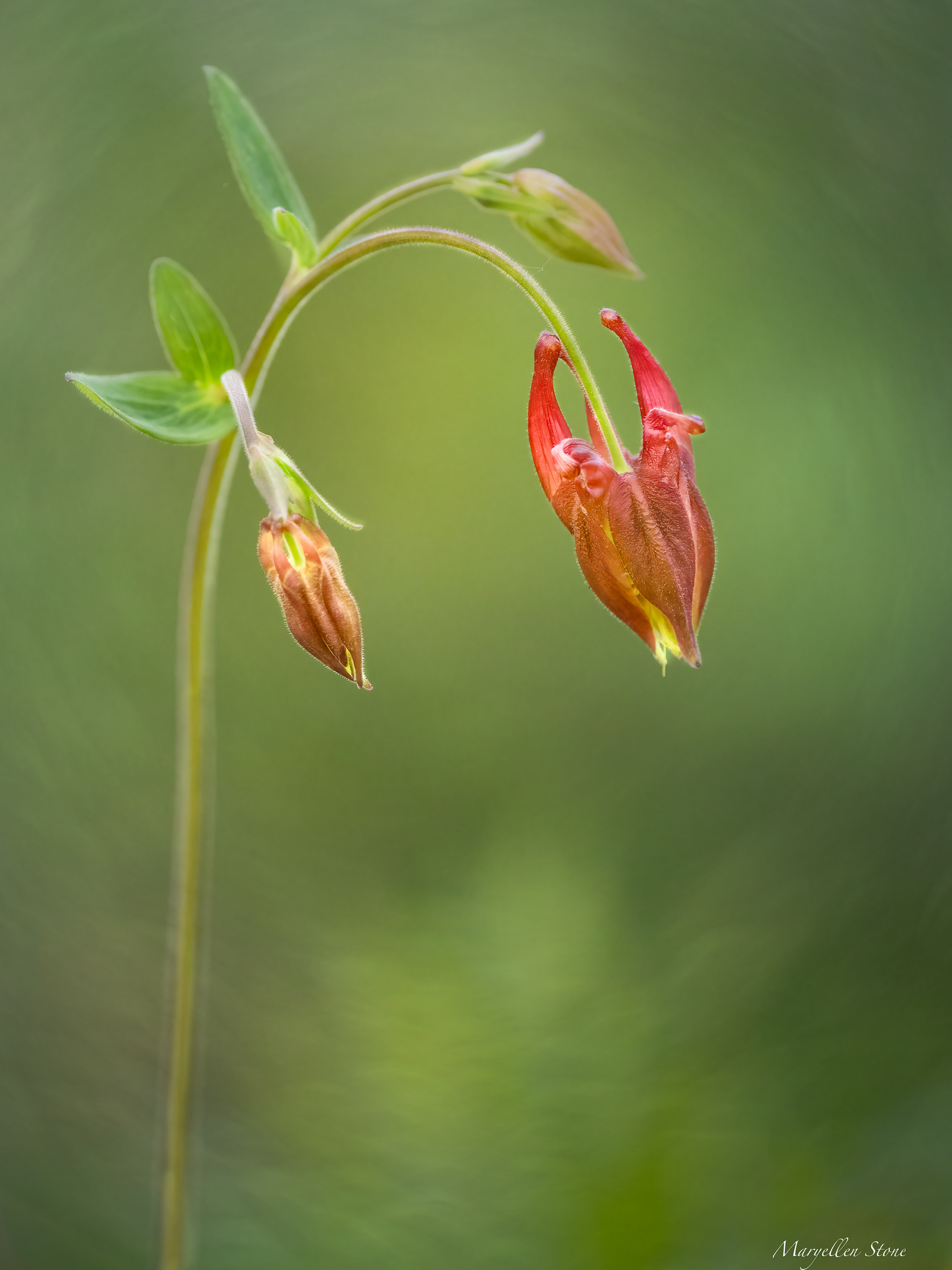 Wild Columbine