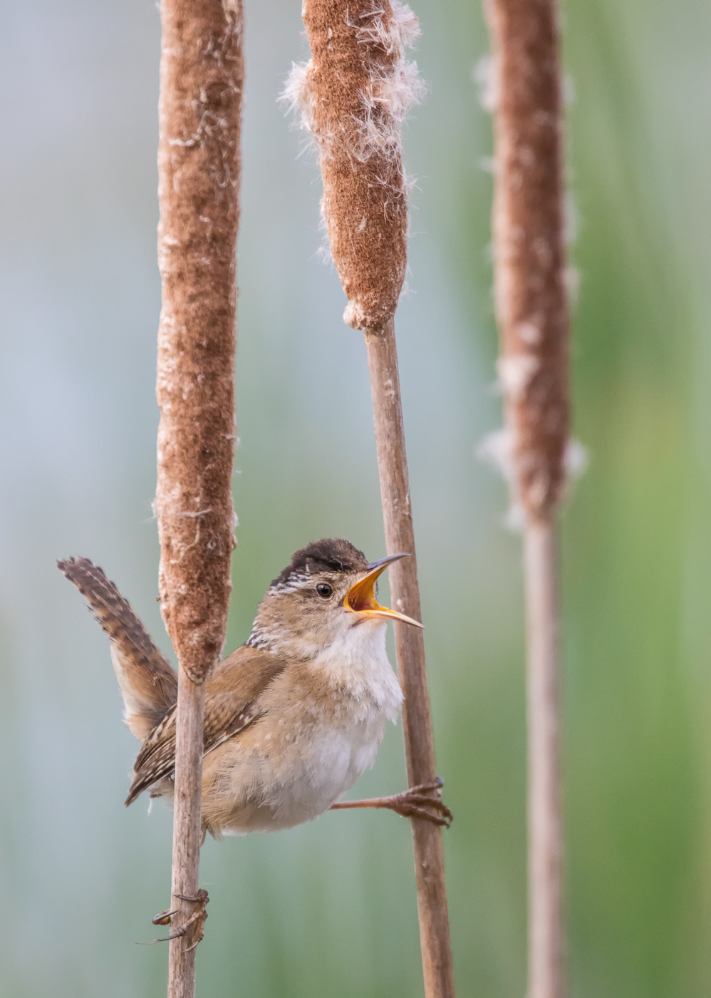 Marsh Wren~ Balancing Act Top 250 Images winner 