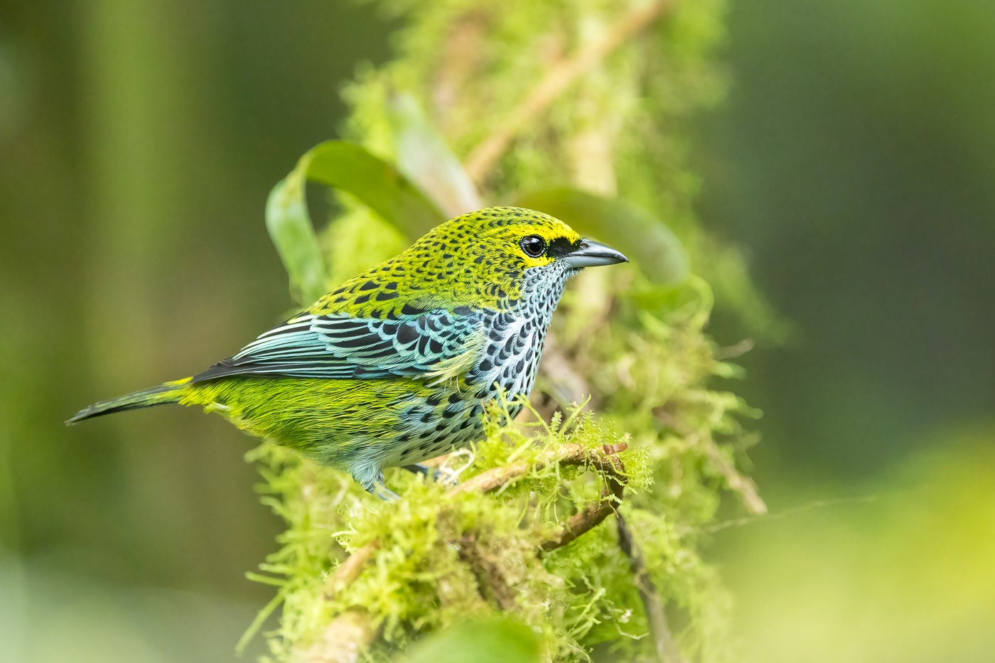 Speckled Tanager
