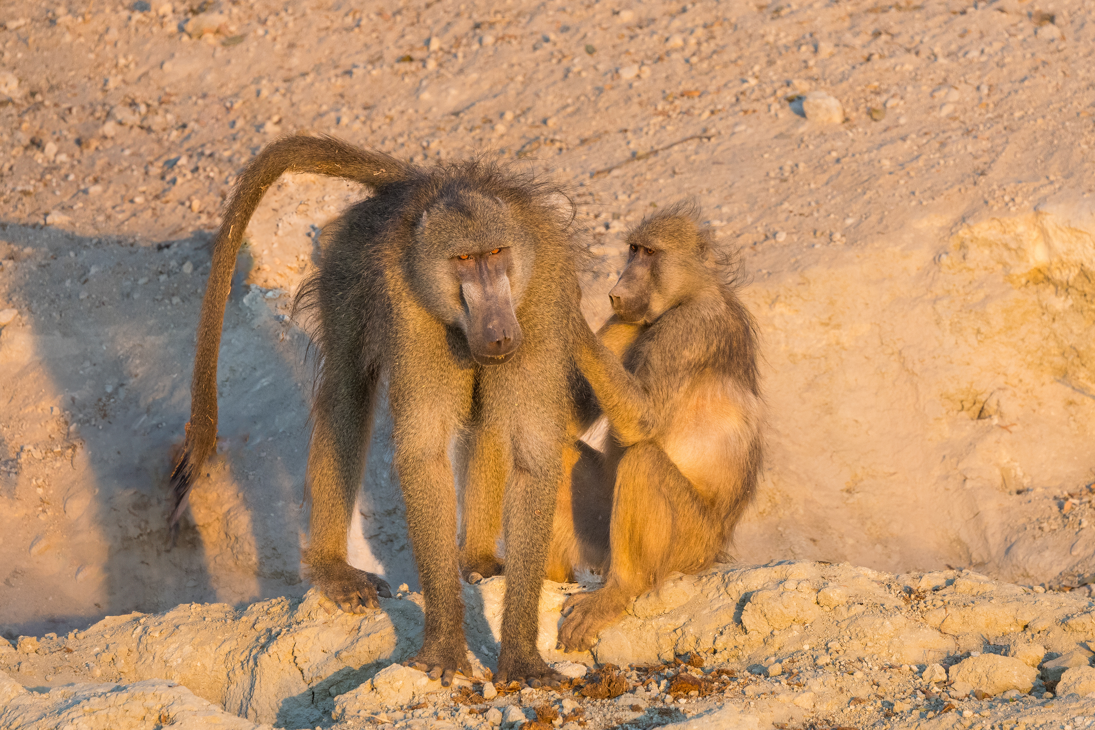 Baboons grooming, it's good to have friends 
