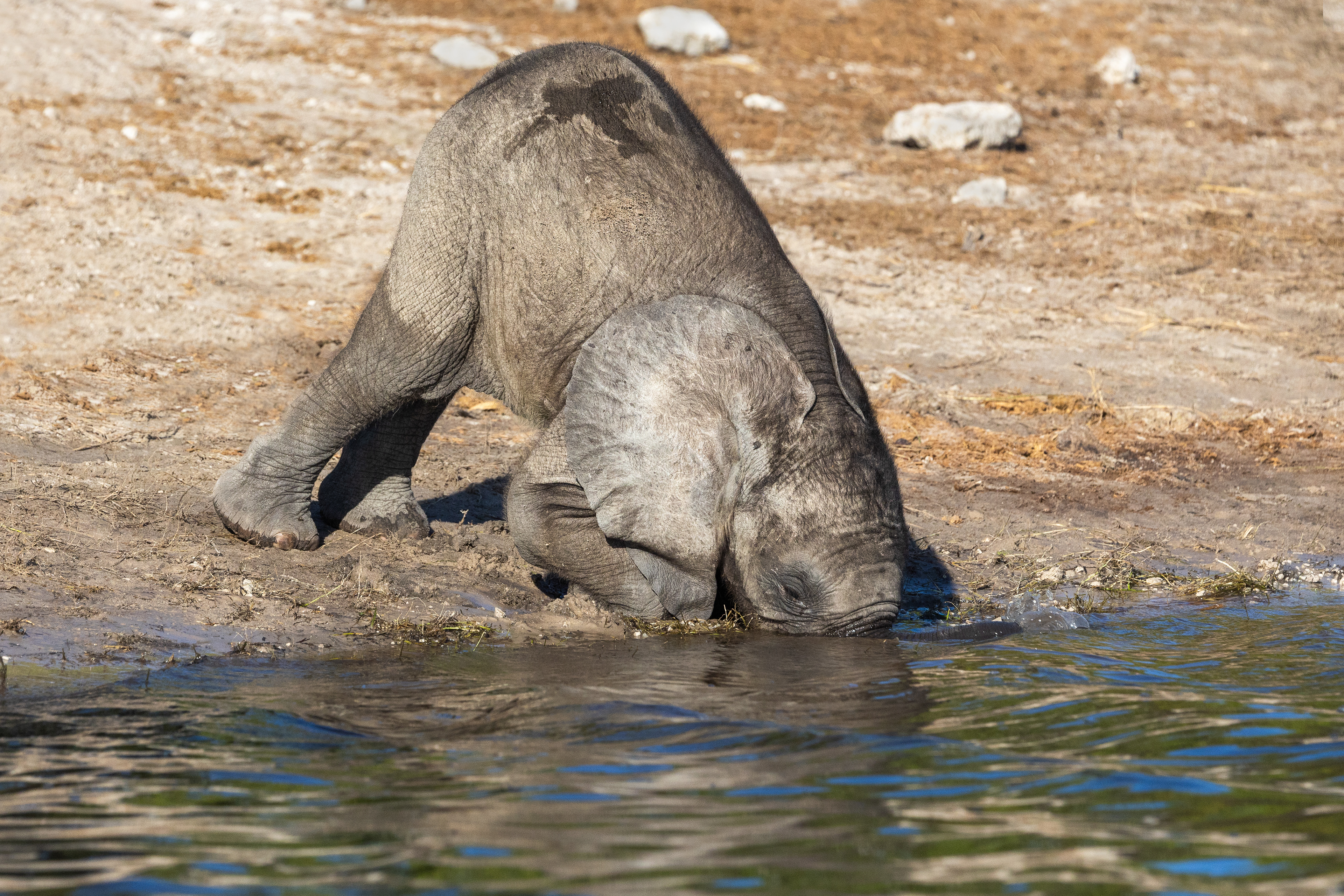 Baby Elephant drinking at the riverside