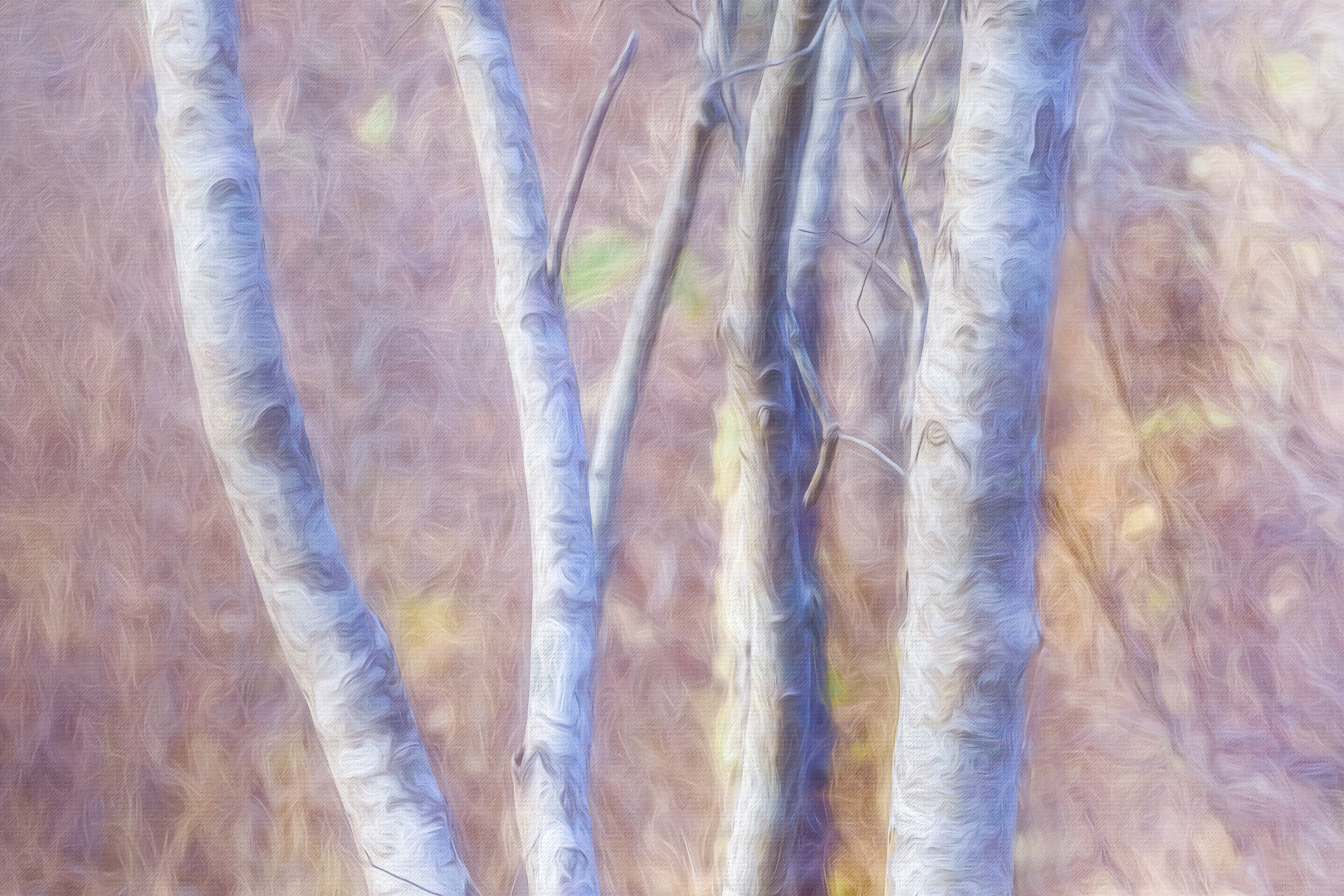 Birches III