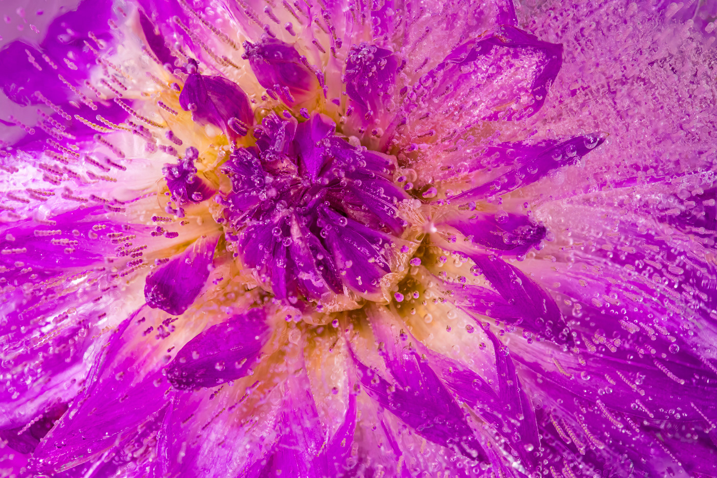 Frozen Dahlia