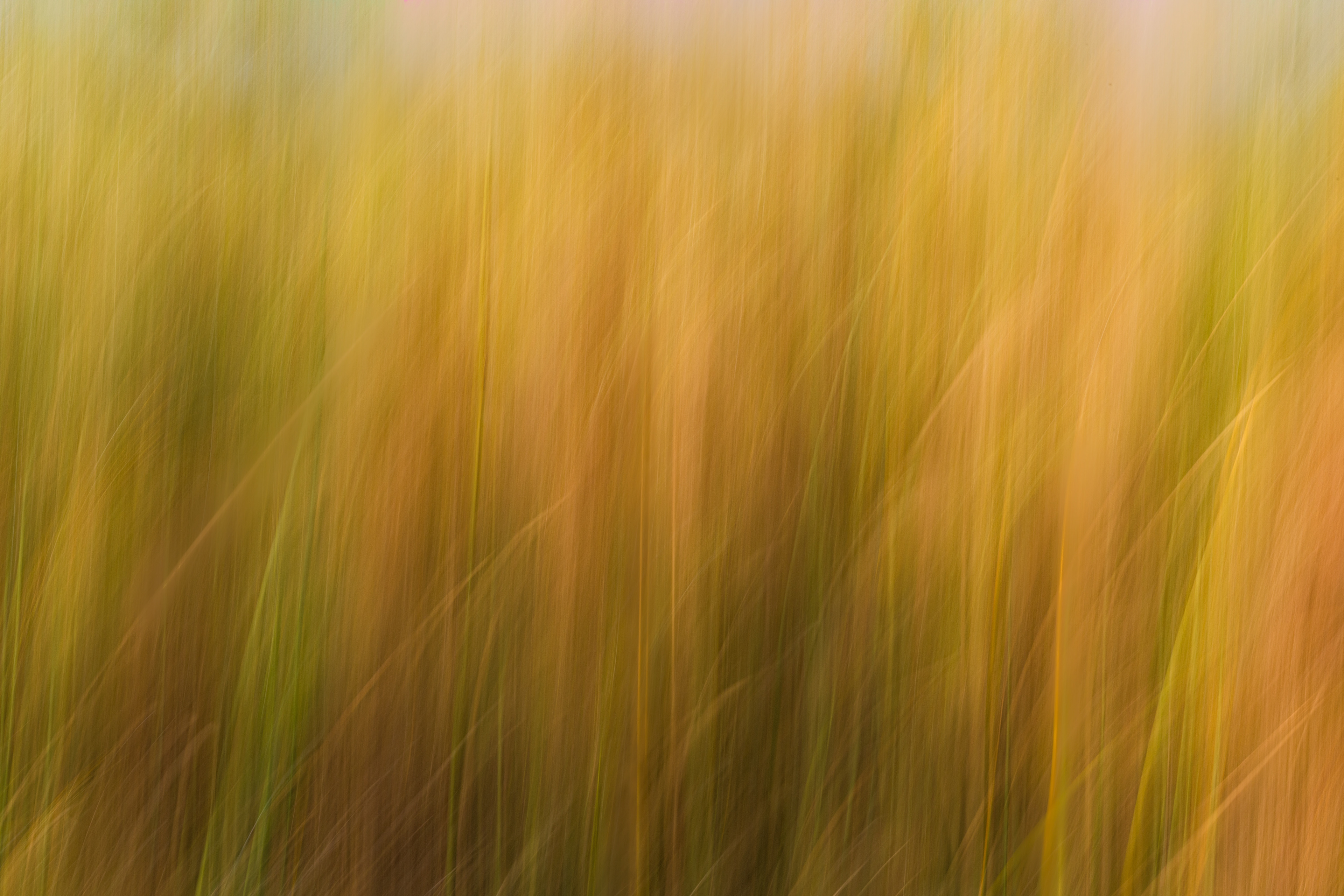River Grass