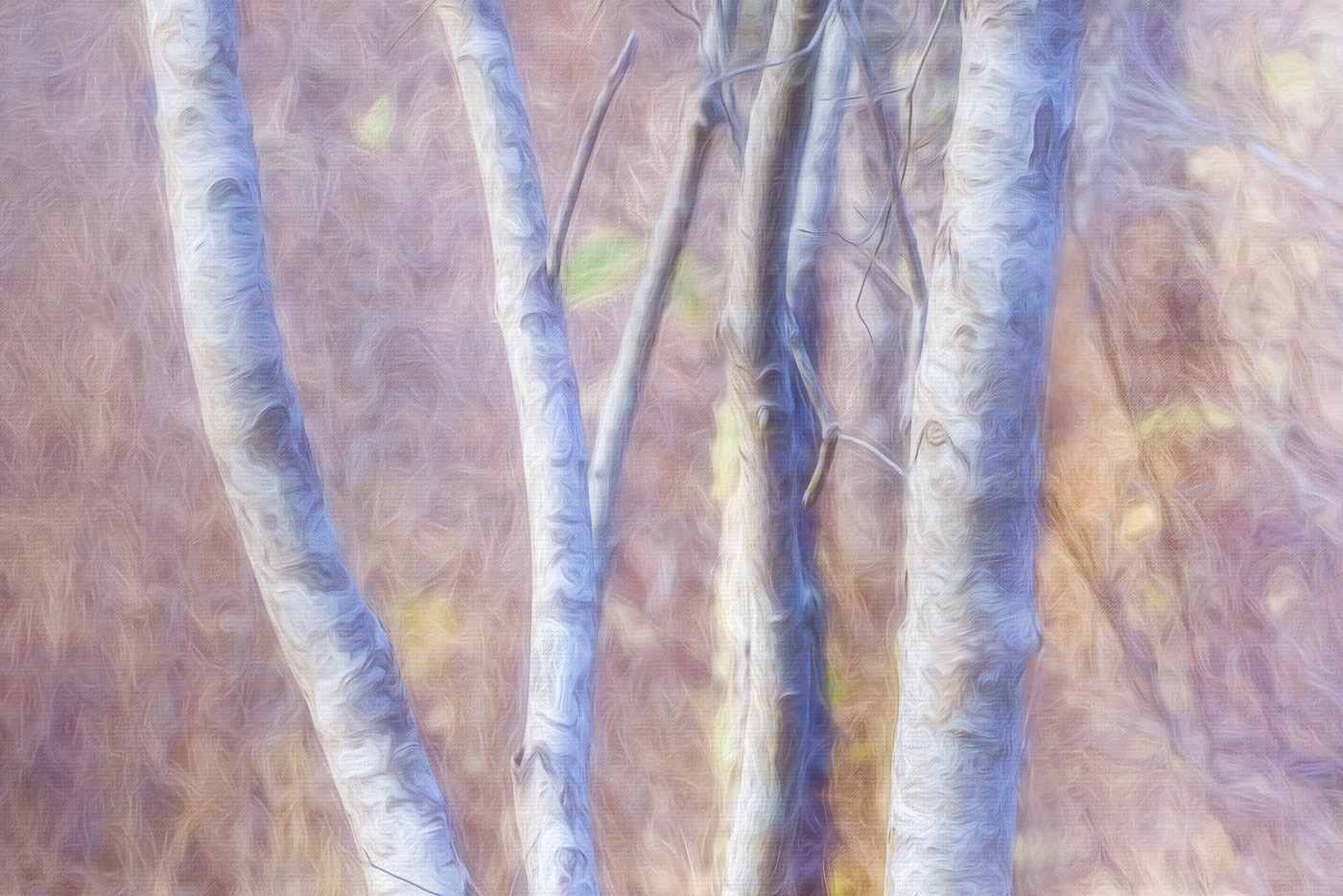Birches  III~ Digital Art ~ Birches are a favorite of mine, this stand of birches has been given a digital art treatment to create a more painterly look. and feel.