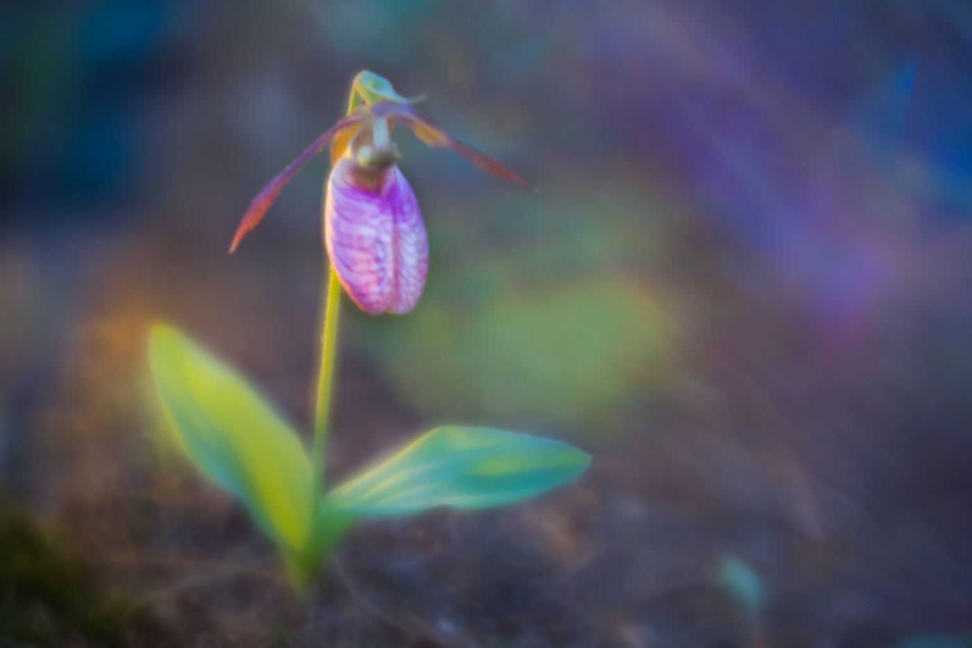 Lady Slipper with rainbow