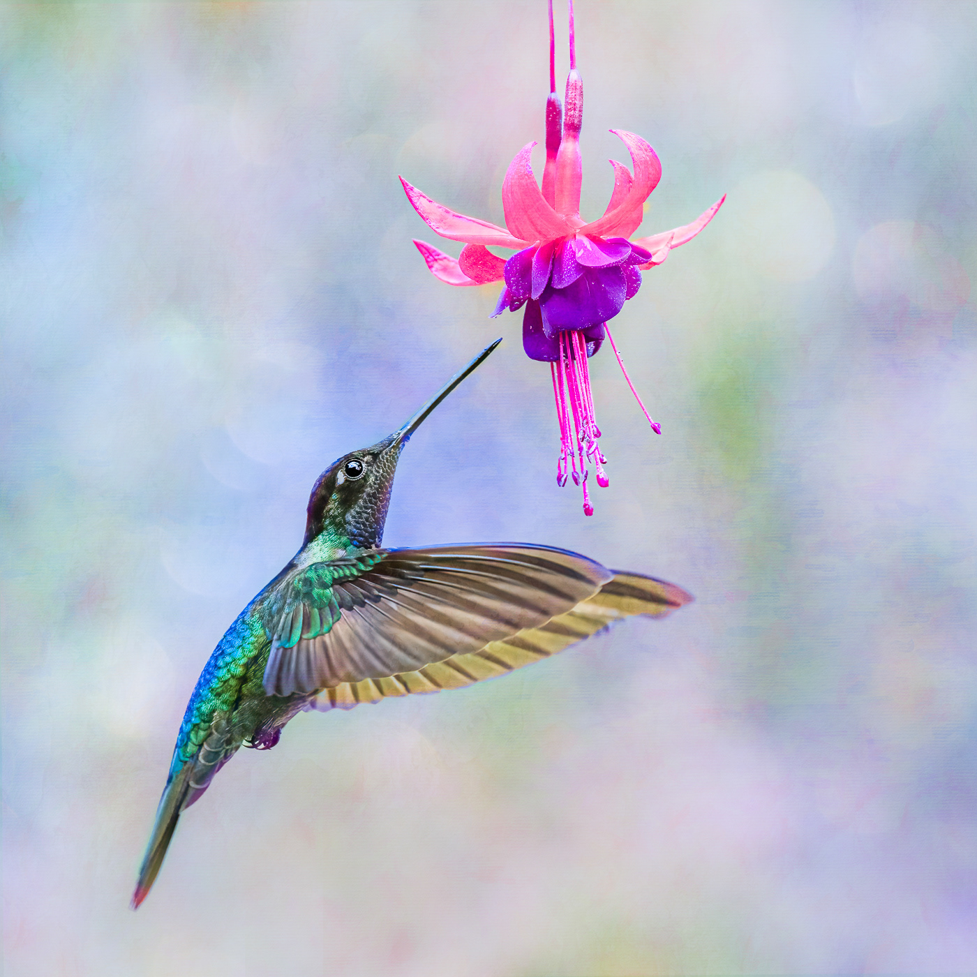 Anticipation IV ~ A Talamanca Hummingbird from San Gerardo de Dota, Costa Rica