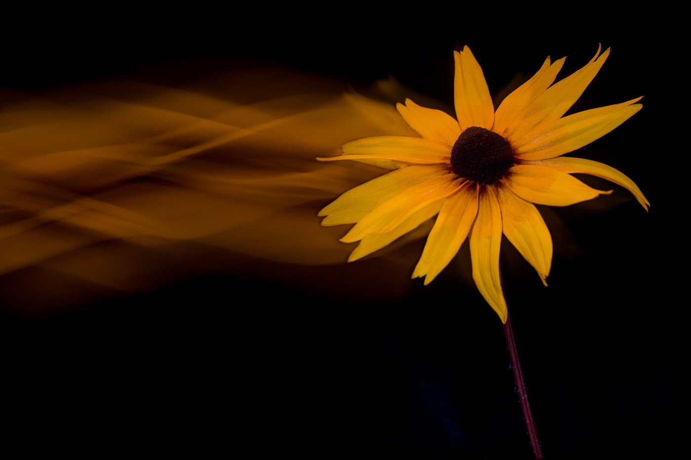 Black-eyed Susan Dance