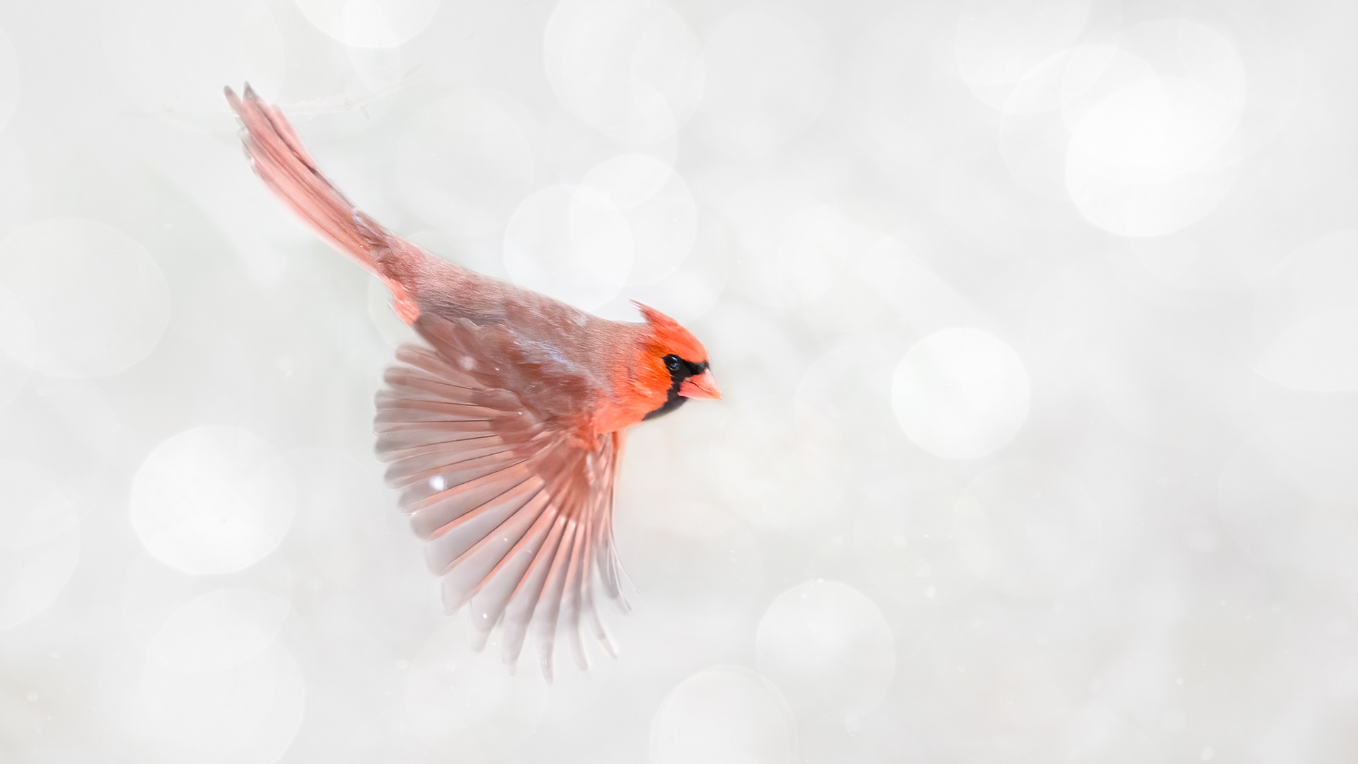 In Flight~ Northern Cardinal
