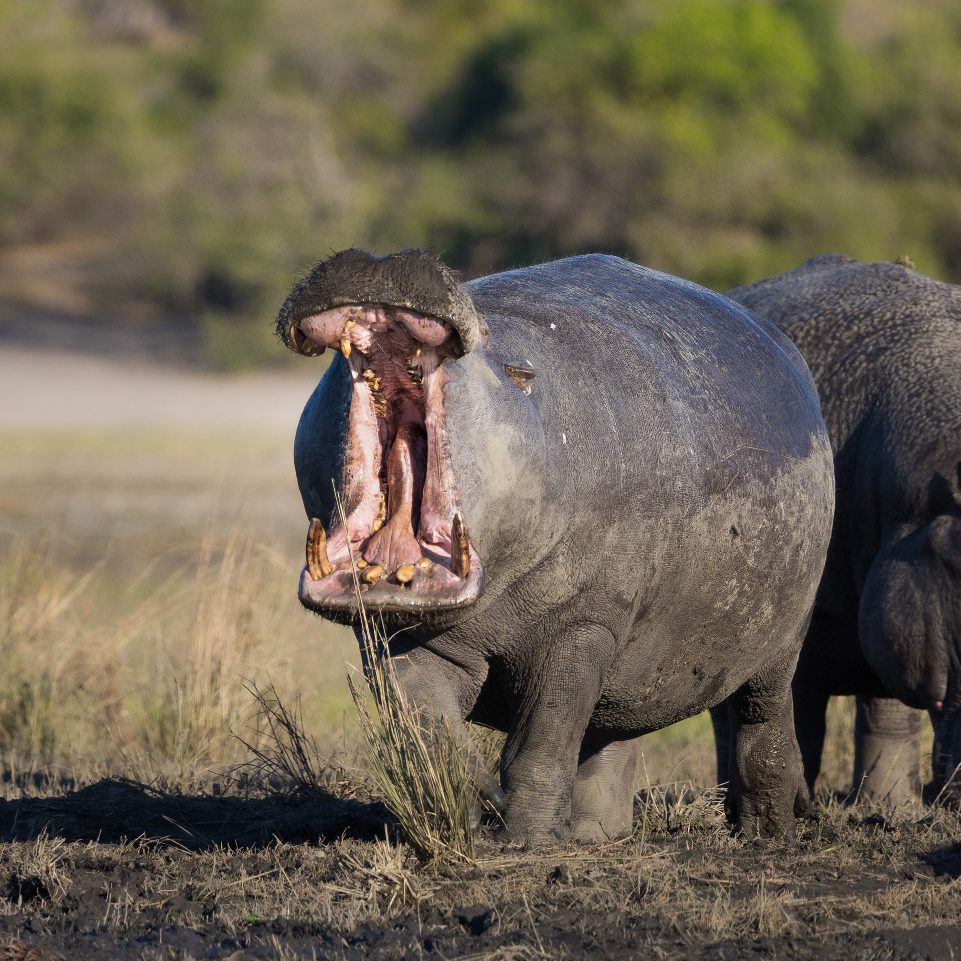 Hippo- wait there's a weight limit?