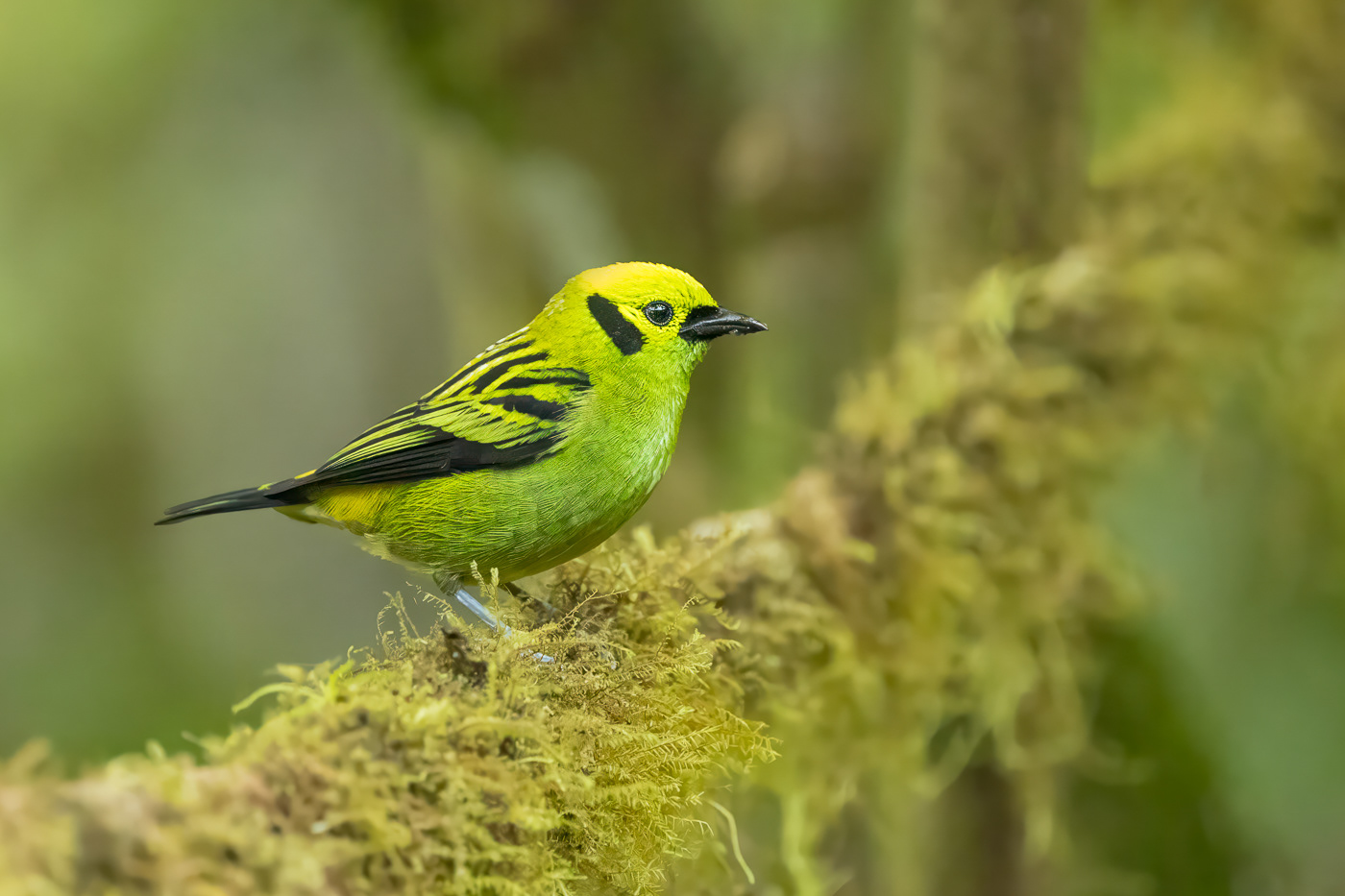 Emerald Tanager
