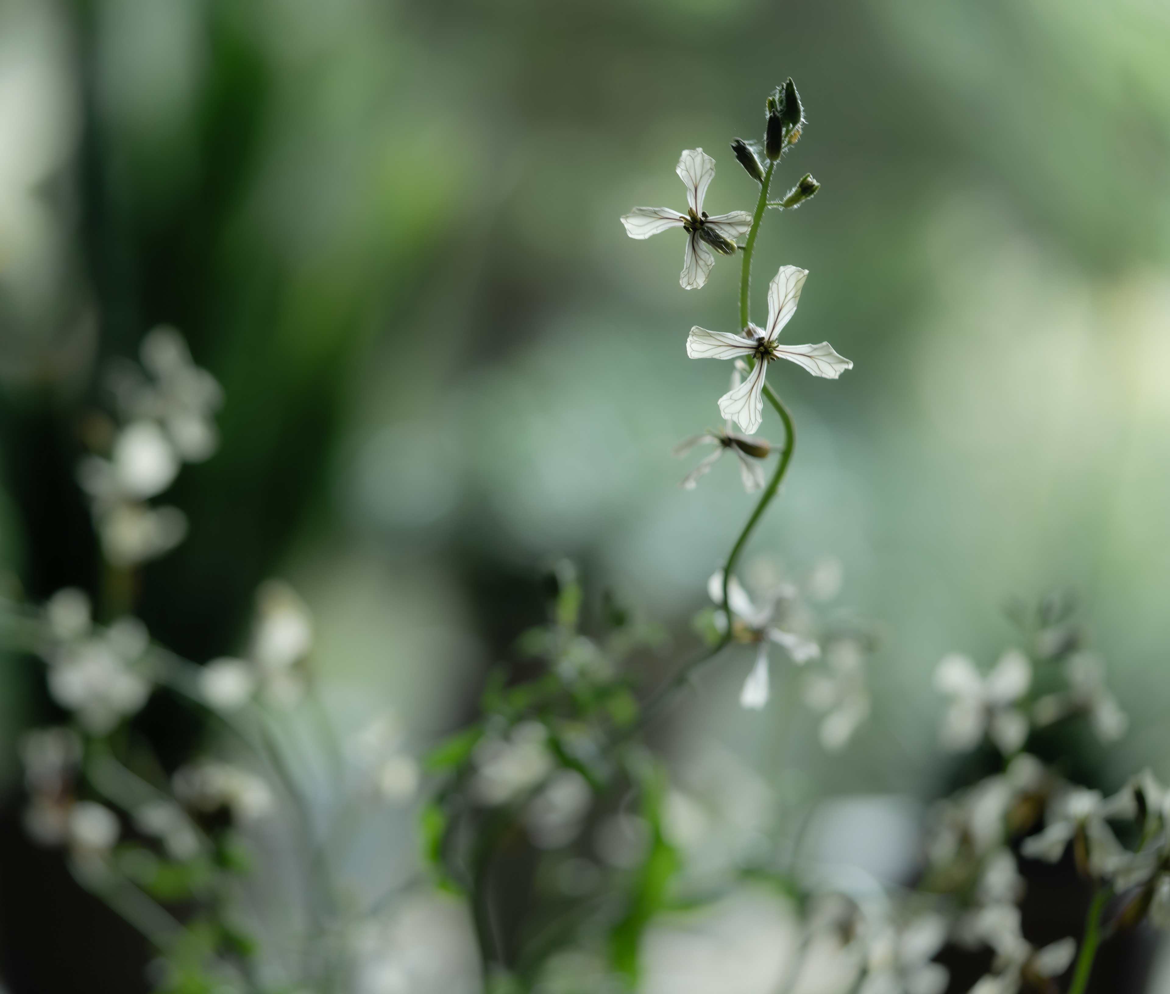 Rucola