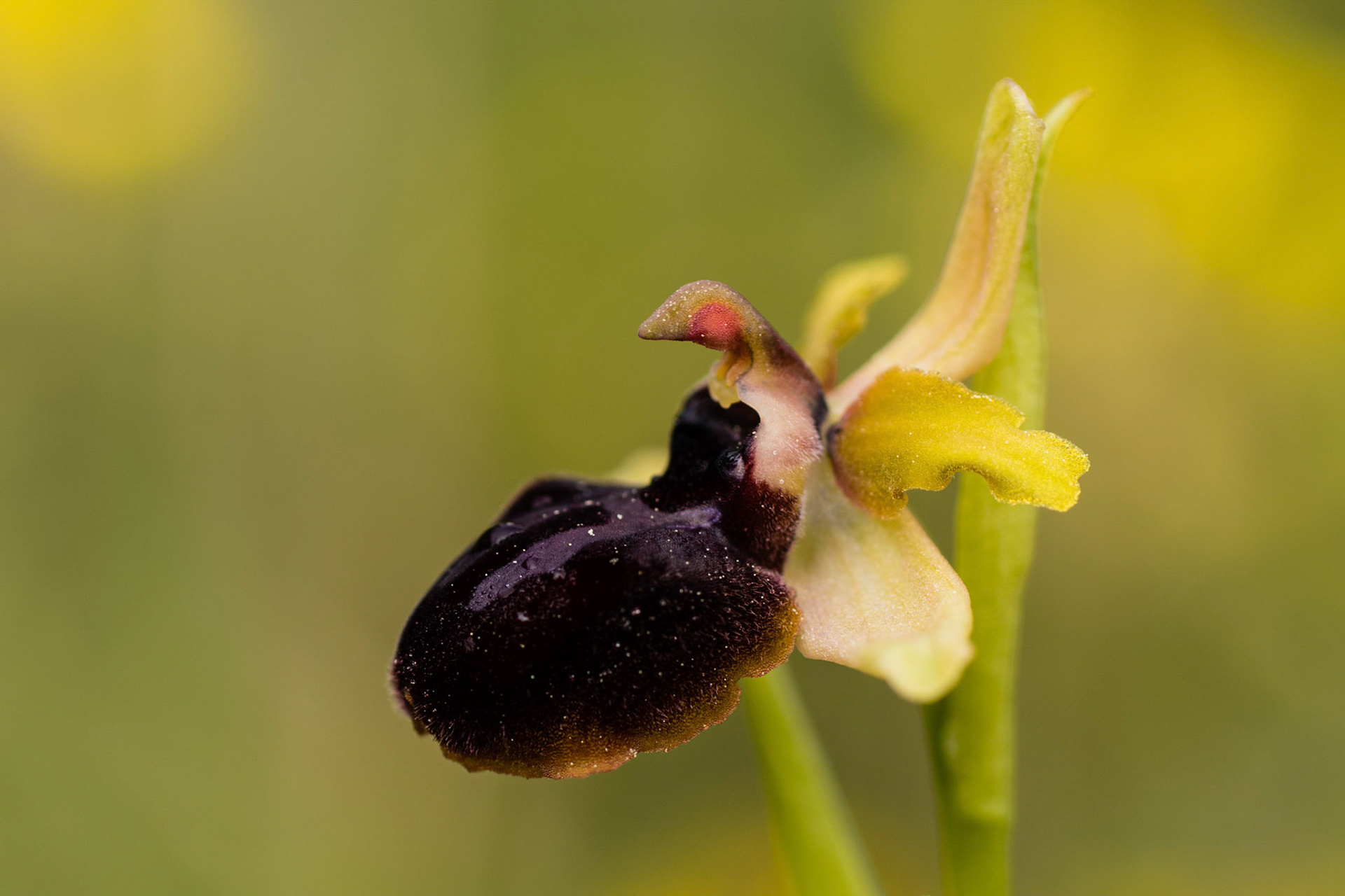 Spinnenorchis (Cevennen)