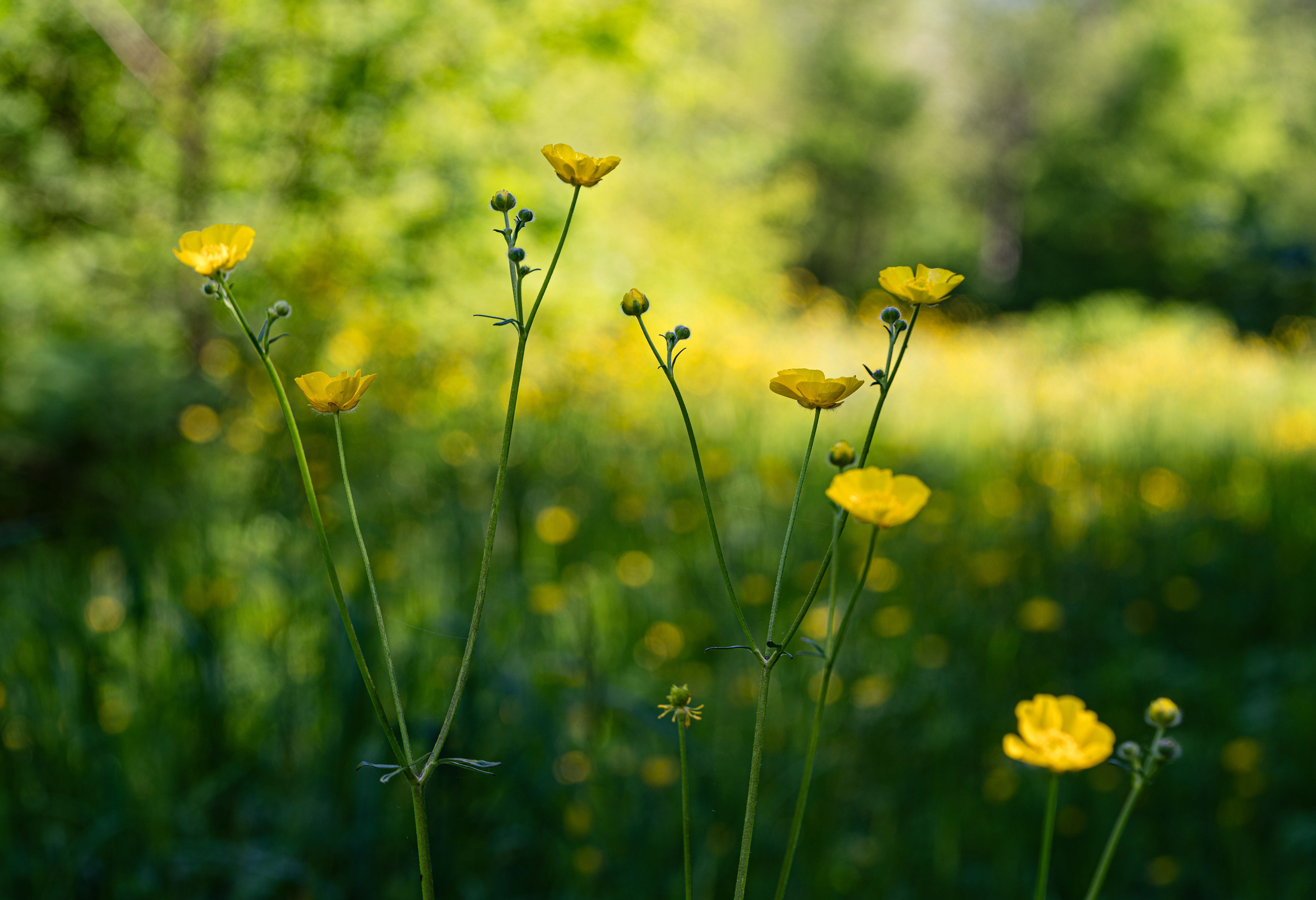 Boterbloem