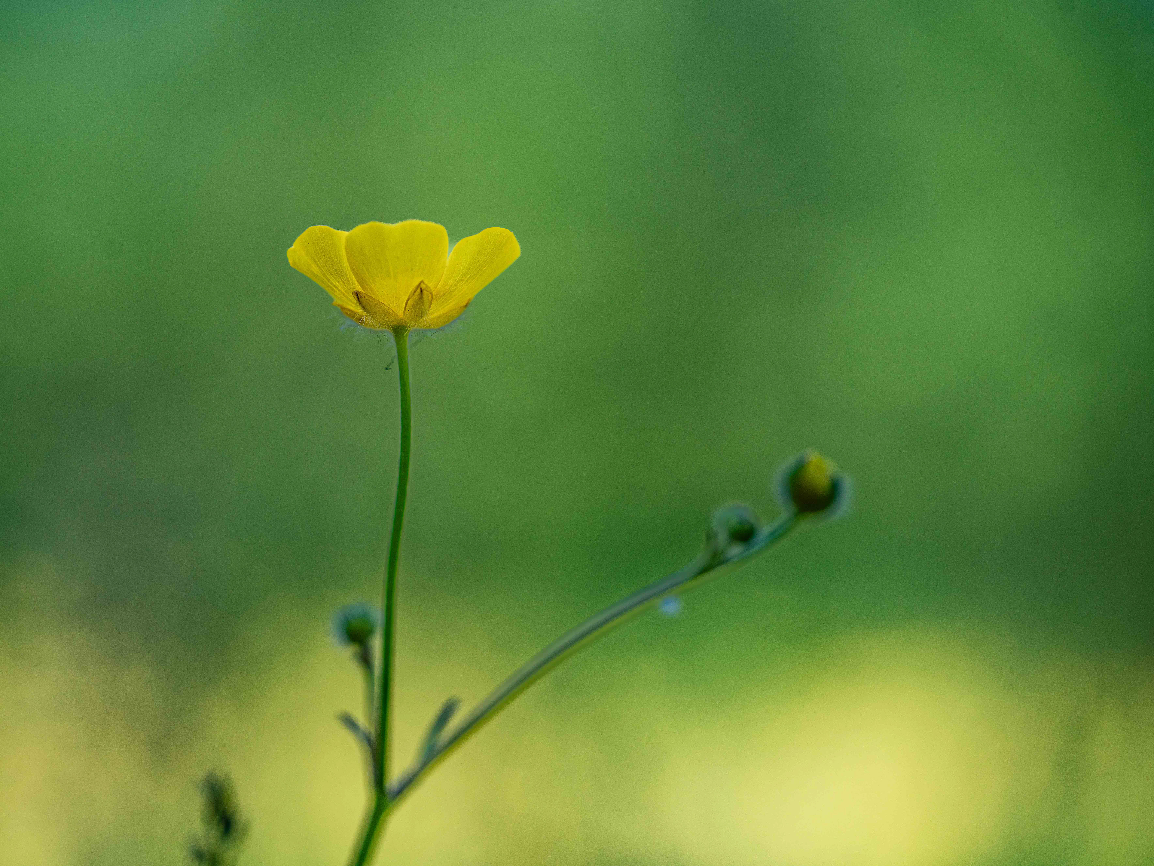 Boterbloem