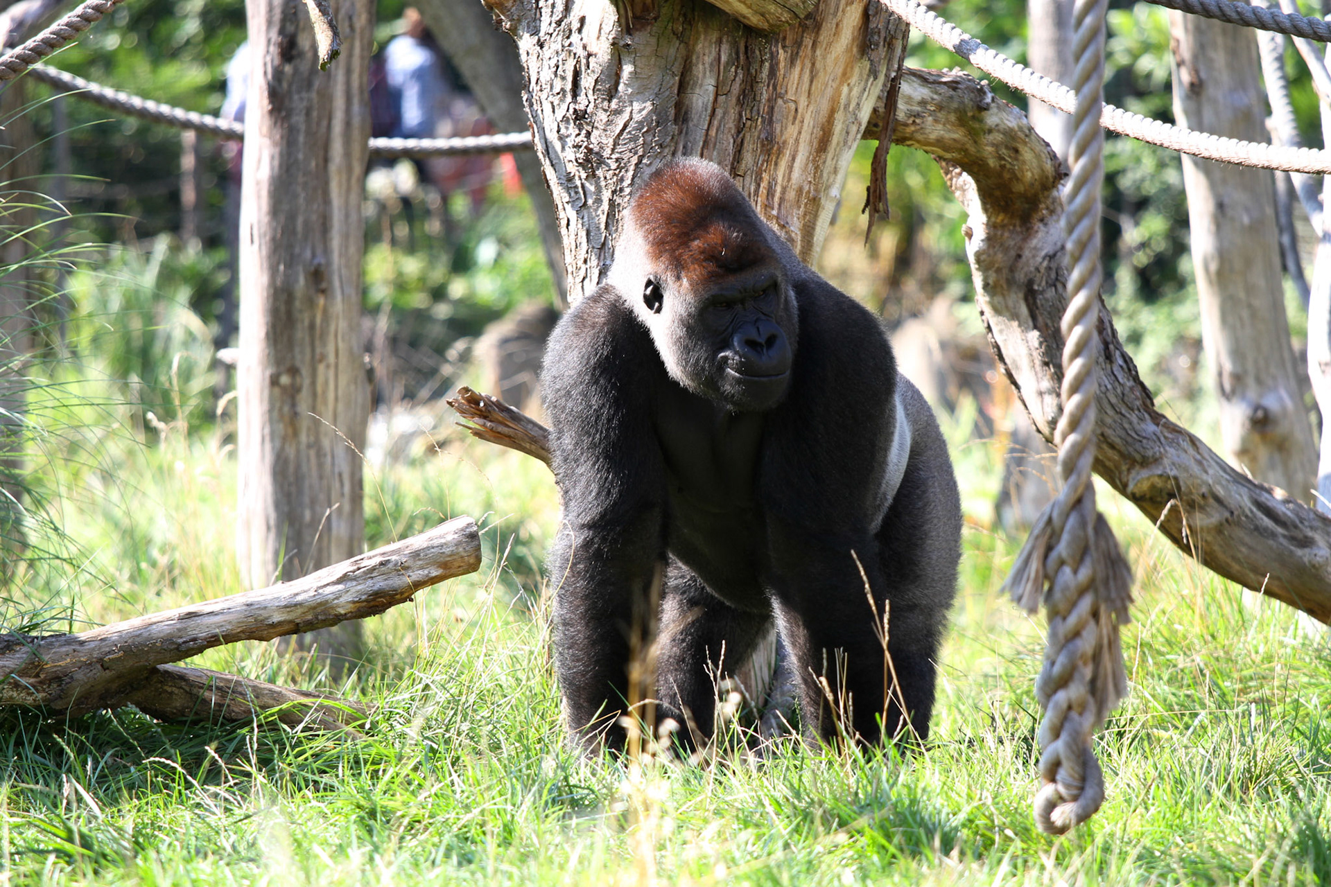 Gorilla in the London Zoo