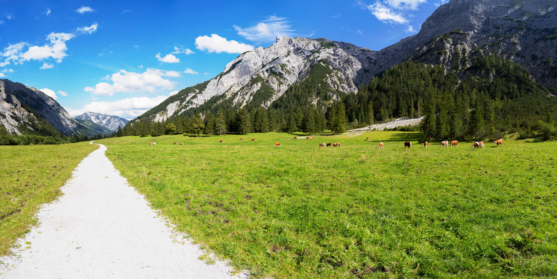 Eben am Achensee with some cows grazing.