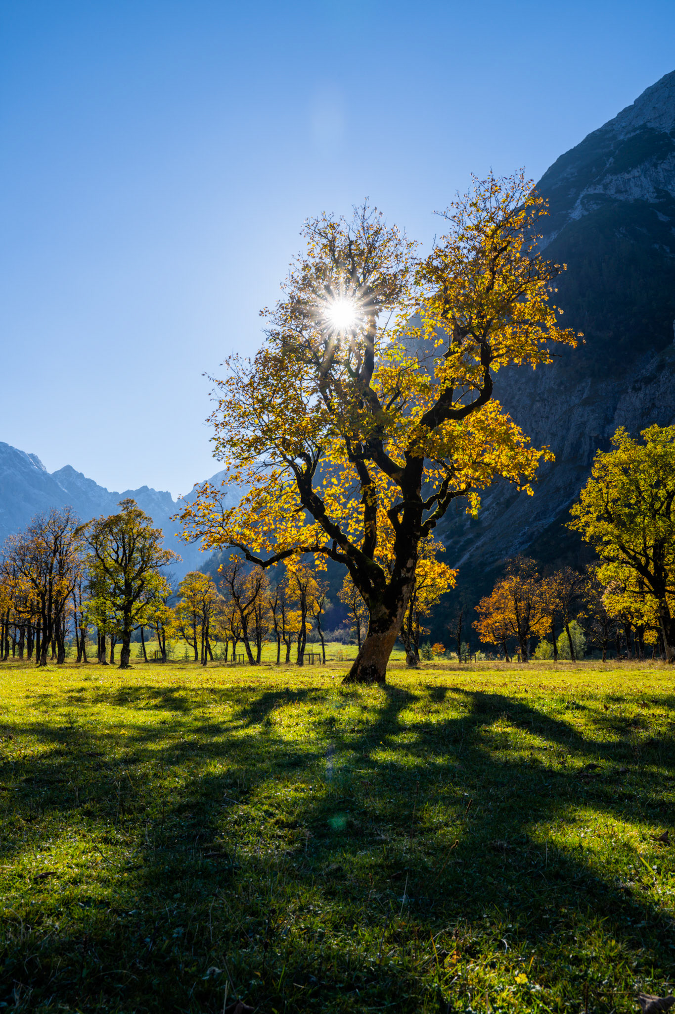 A maple tree changing the colors of the leaves