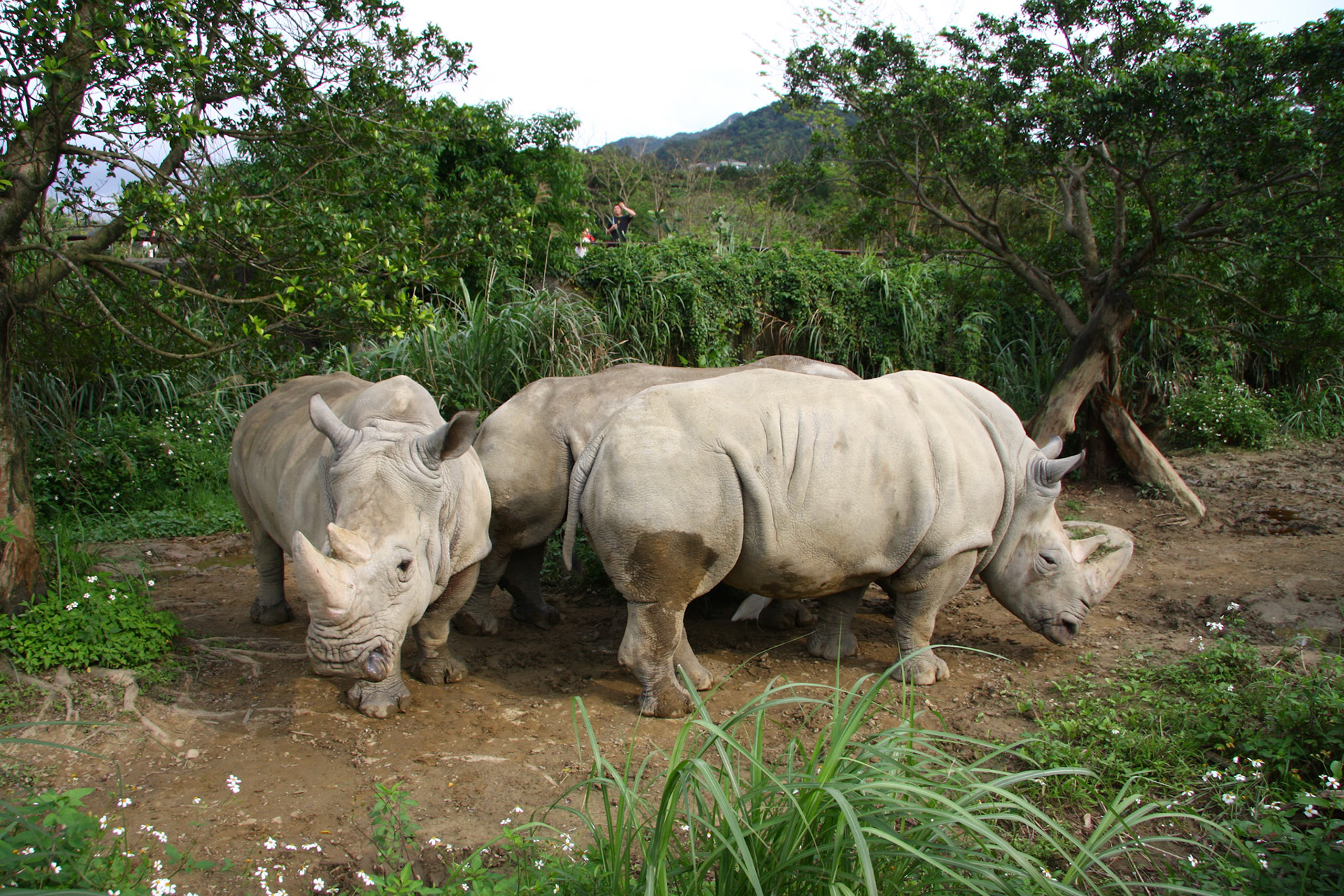 The Taipei Zoo is worth a visit.