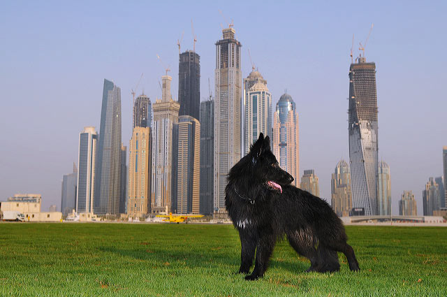 Dubai City Photo
