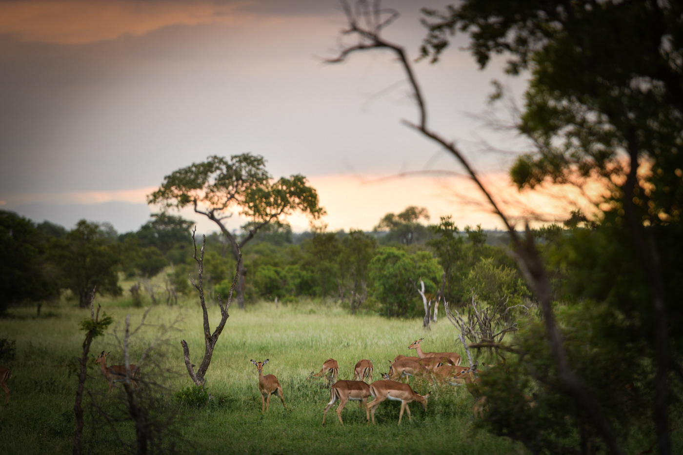 AM Lodge, Hoedspruit, South Africa