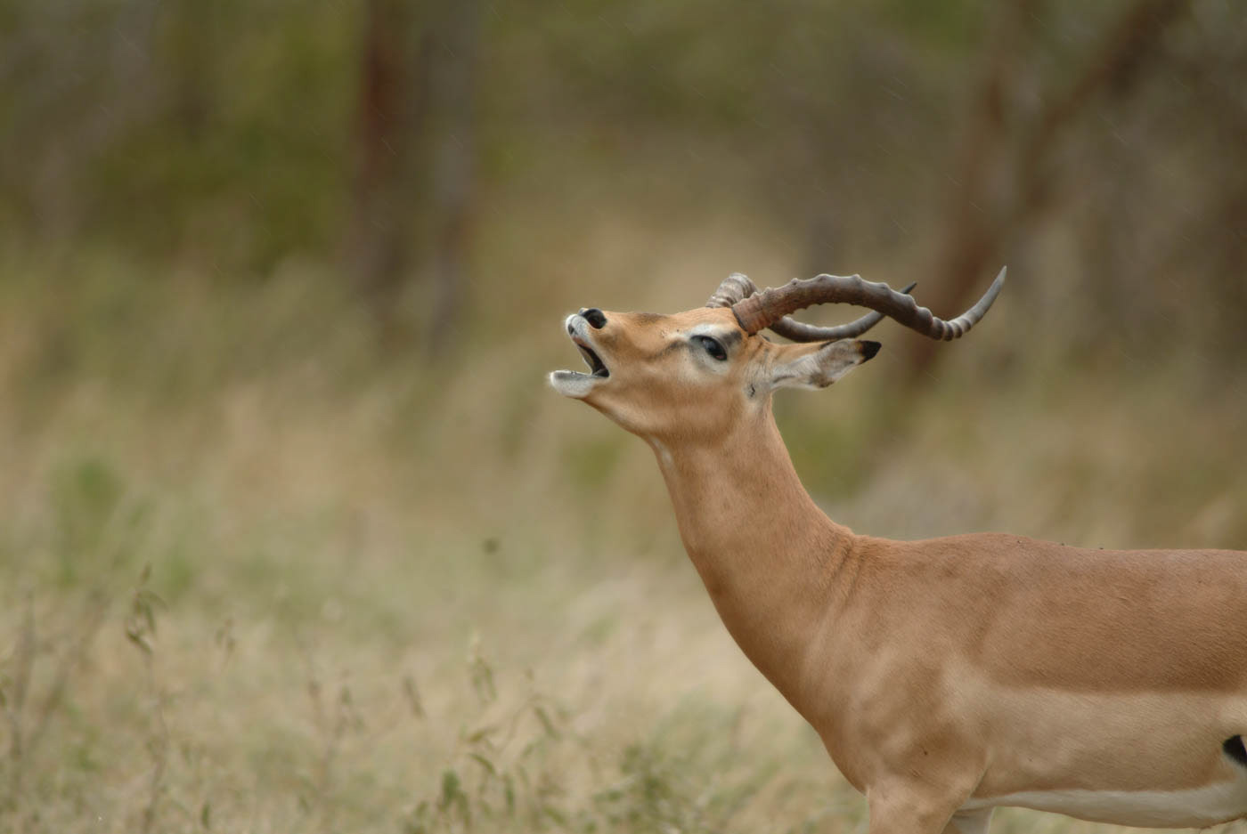 Kruger National Park Kudu Photo