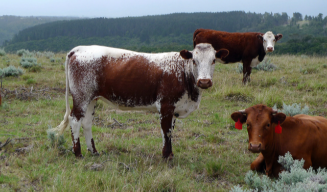 Road tripping the Garden Route Cape Town