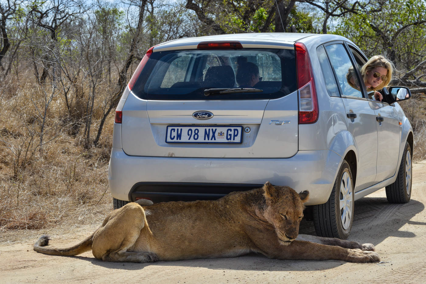Kruger National Park Lioness Photo