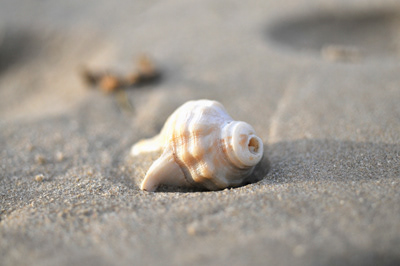 Sea Shell Photo