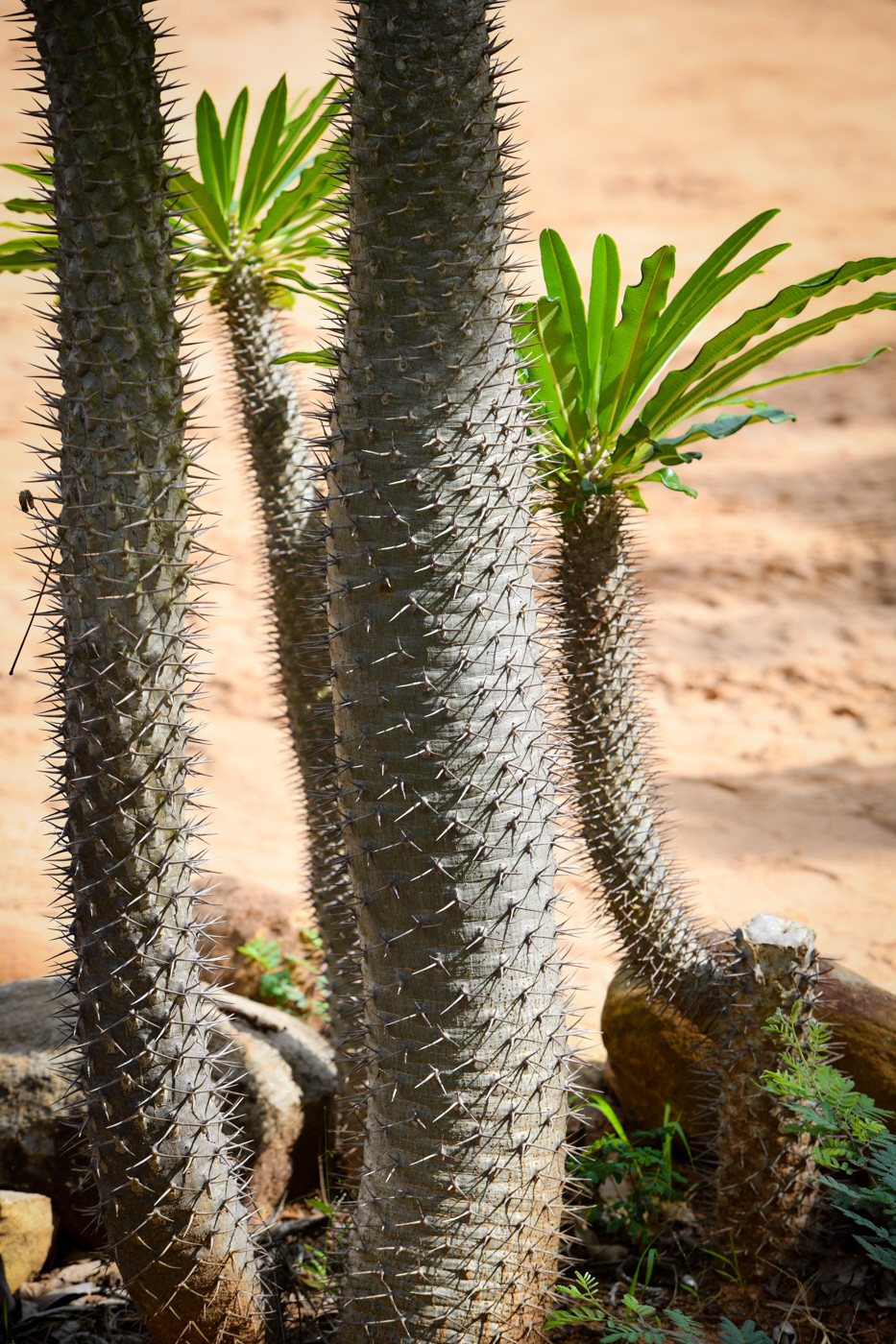 A.M 5 star lodge images