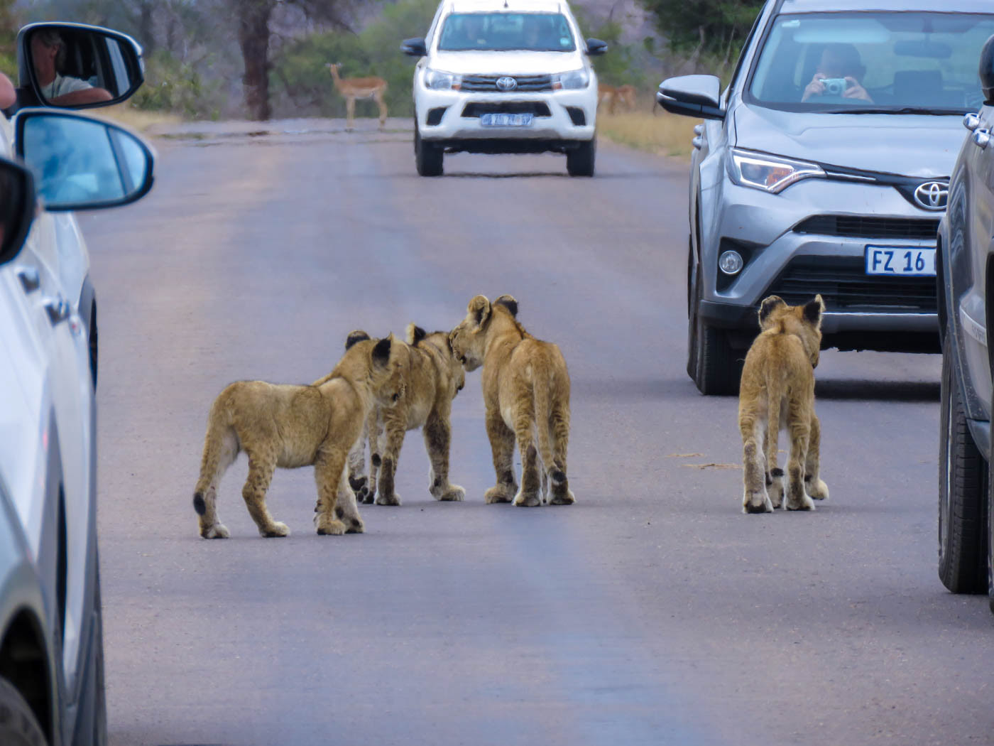 Kruger National Park Lion Cub Photo