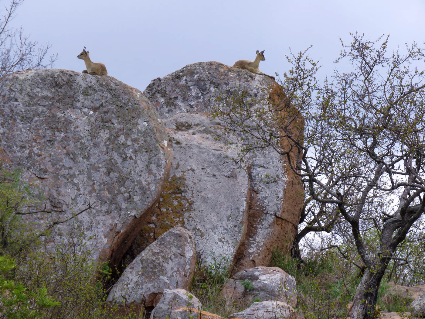 Kruger National Park Springbok Photo