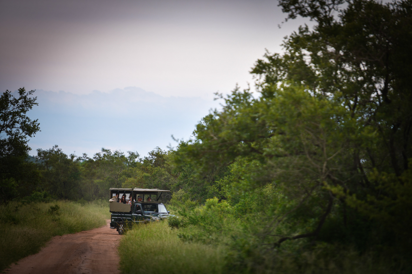 safari game drive at A.M 5 star lodge