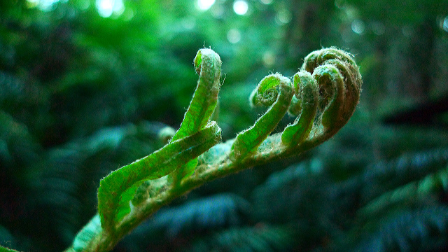 Exploring the Garden Route Cape Town