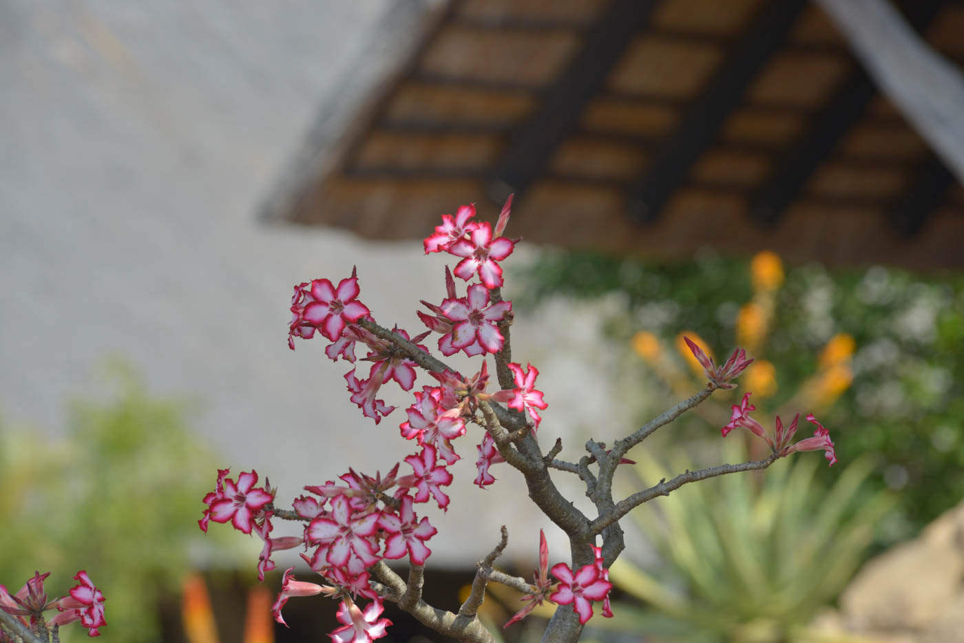 Kruger National Park Flower Photo