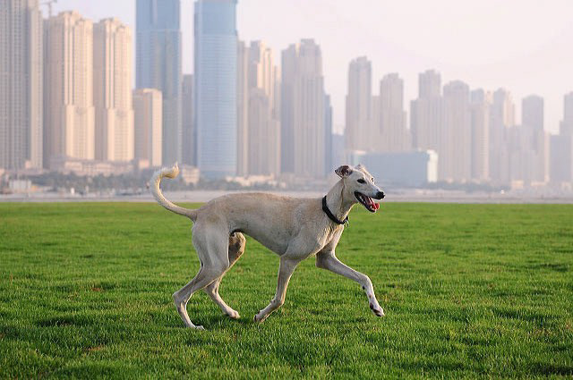 On location Dubai